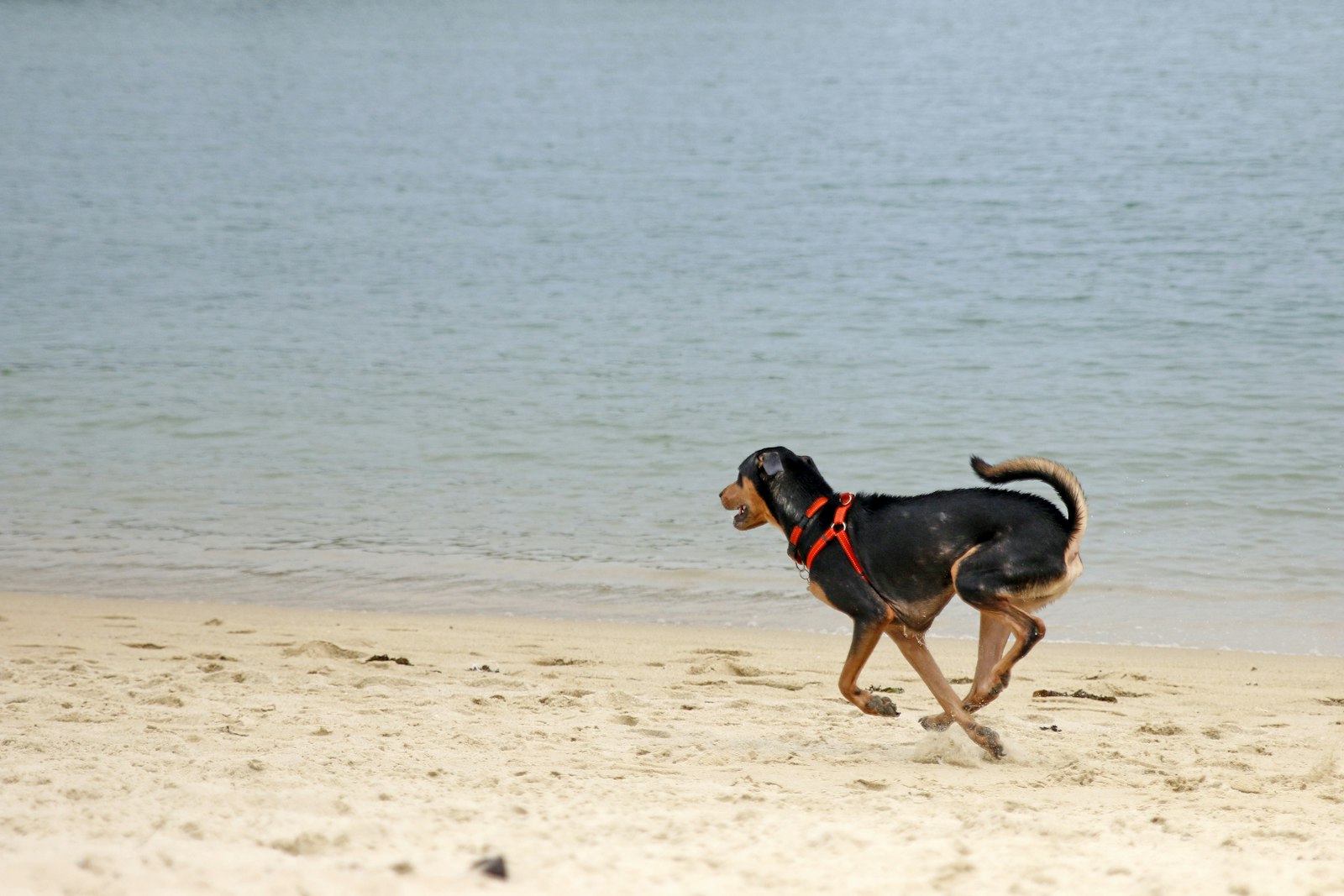 Perro con arnés paseando por la orilla de una playa abierta de arena
