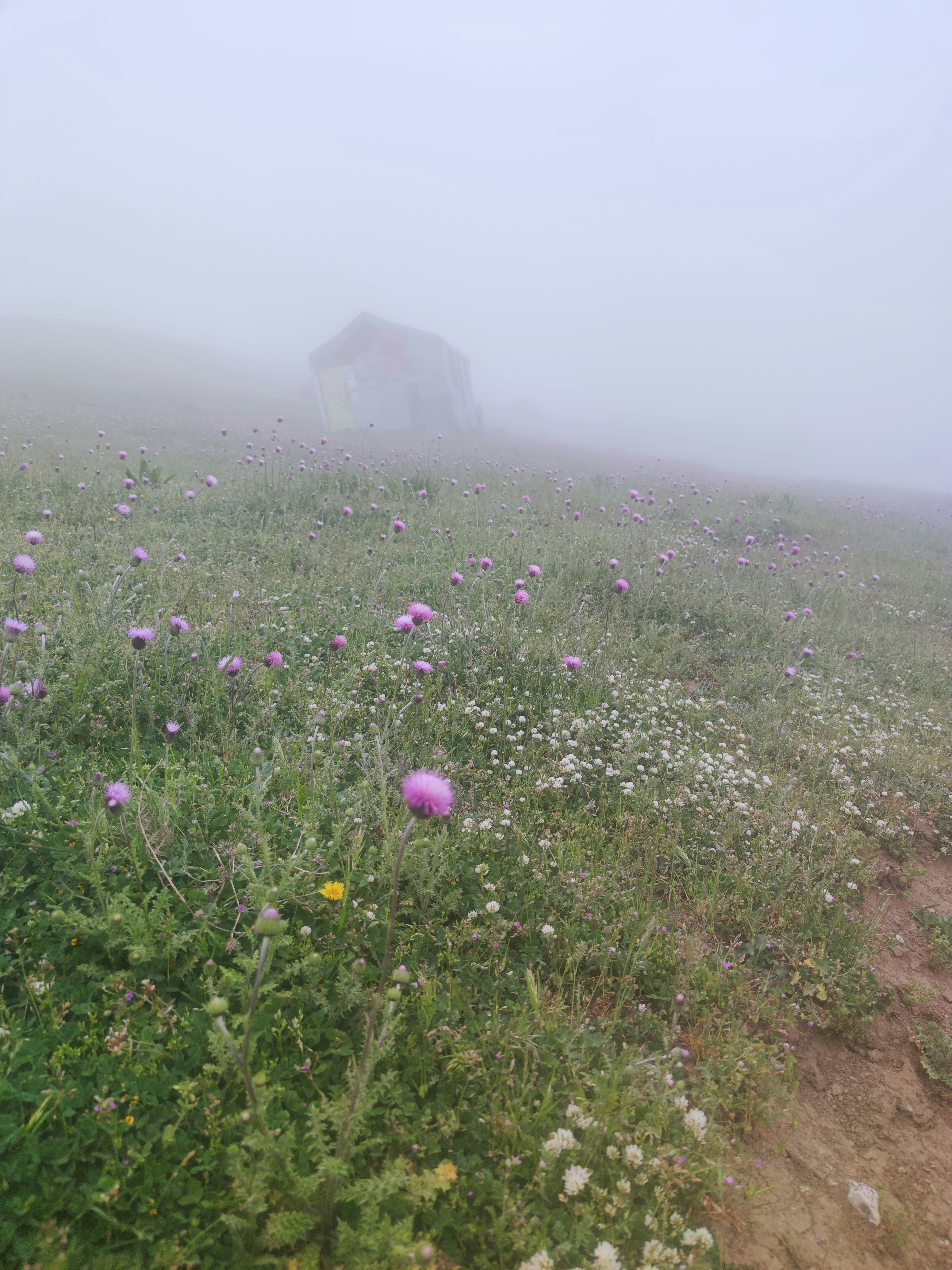 A foggy field with purple flowers in the foreground