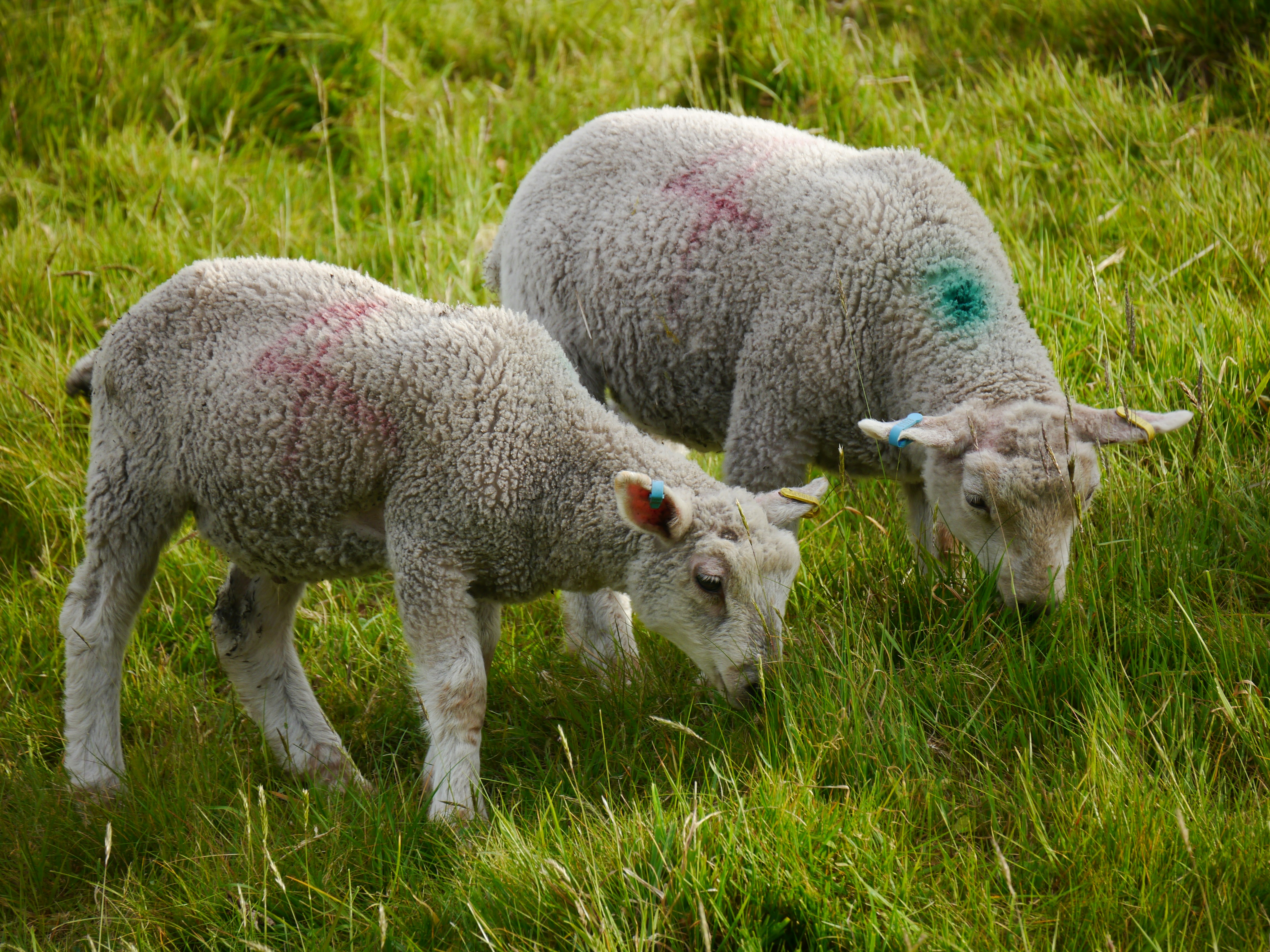 Silence of Bobbie Singh-Allen's Lambs - Cowardice and Fear of Elk Grove elected officials; NRA Gun money anyone?