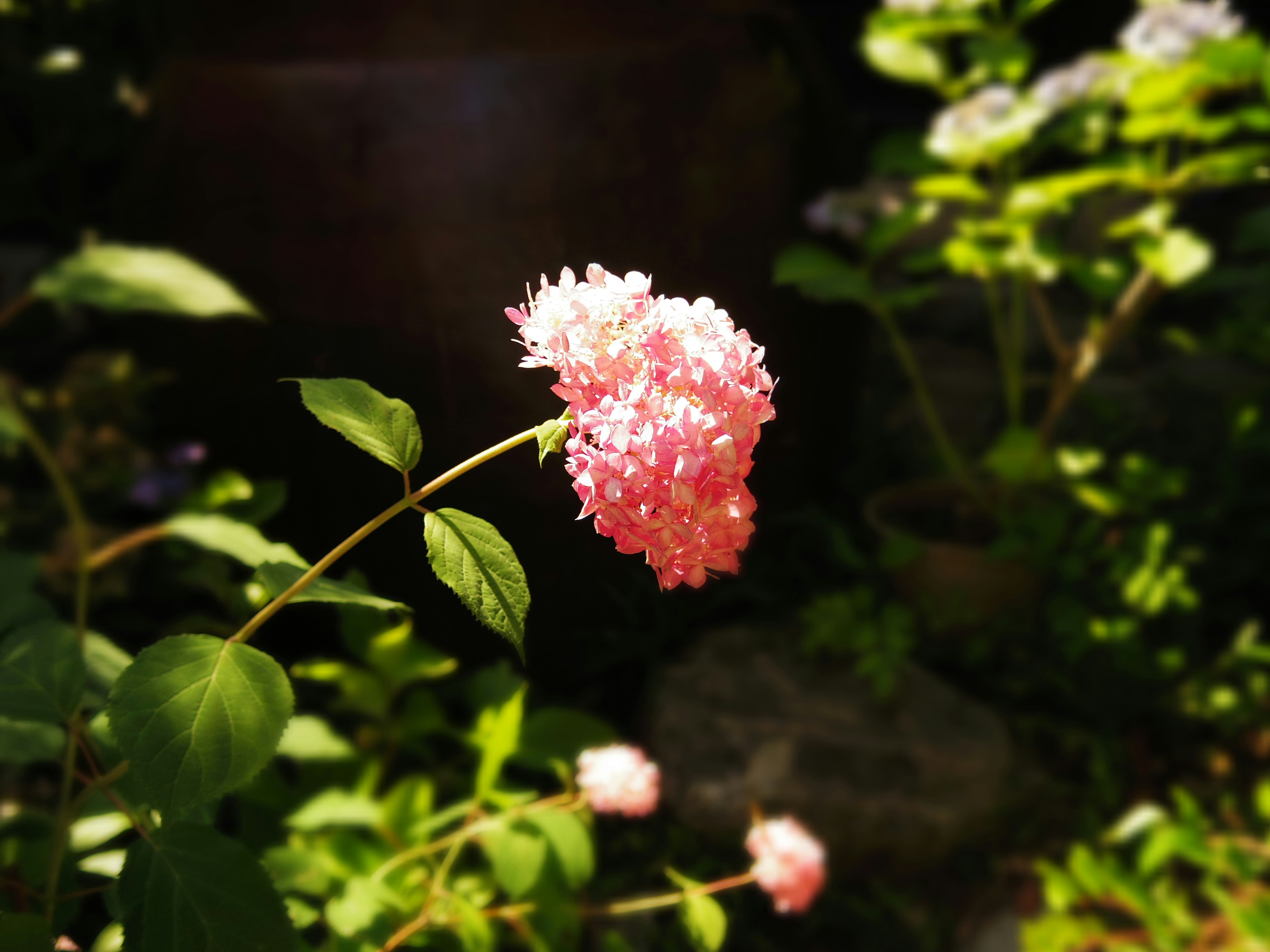 A close up of a pink flower in a garden