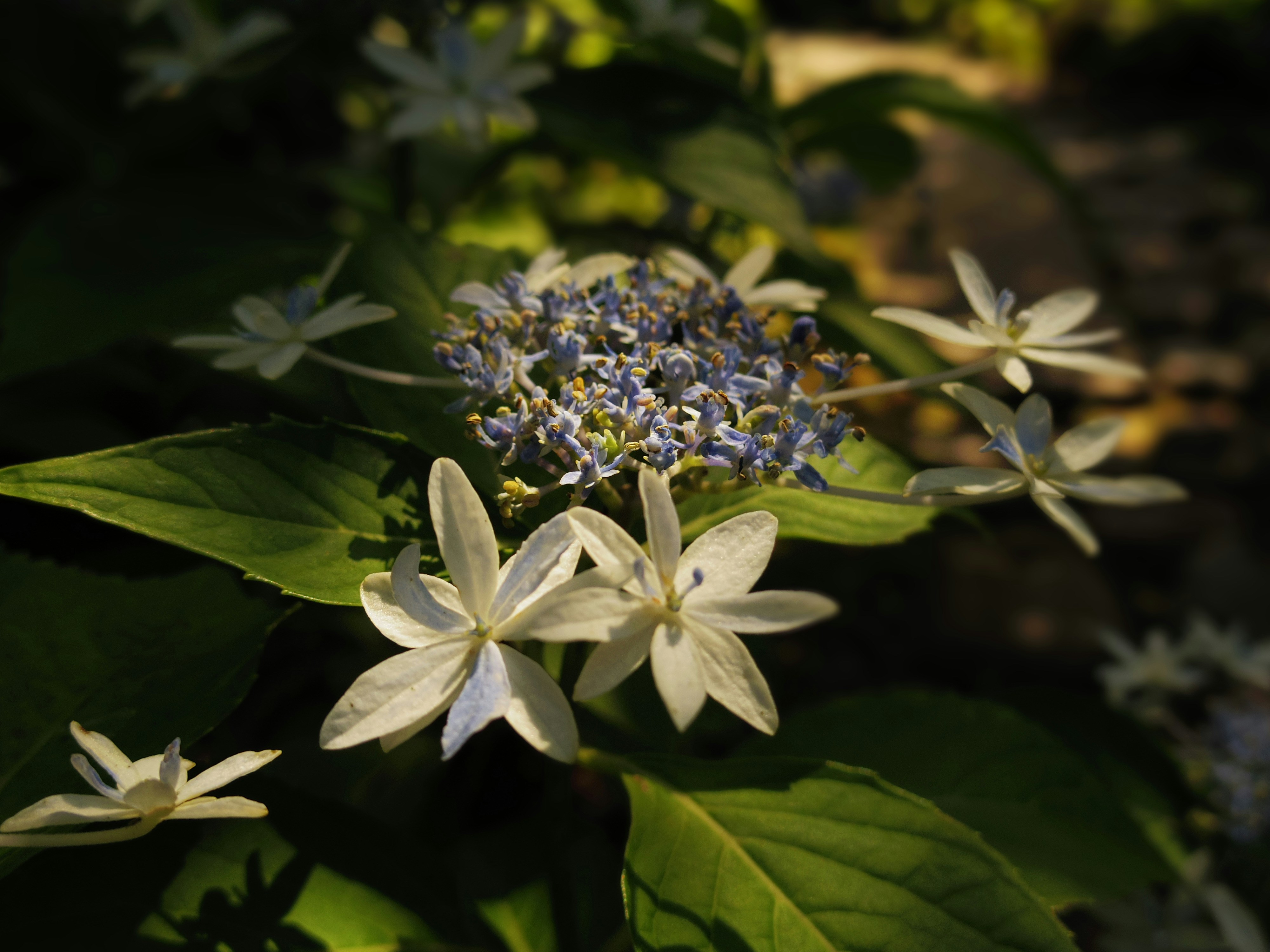A close up of a bunch of flowers on a plant