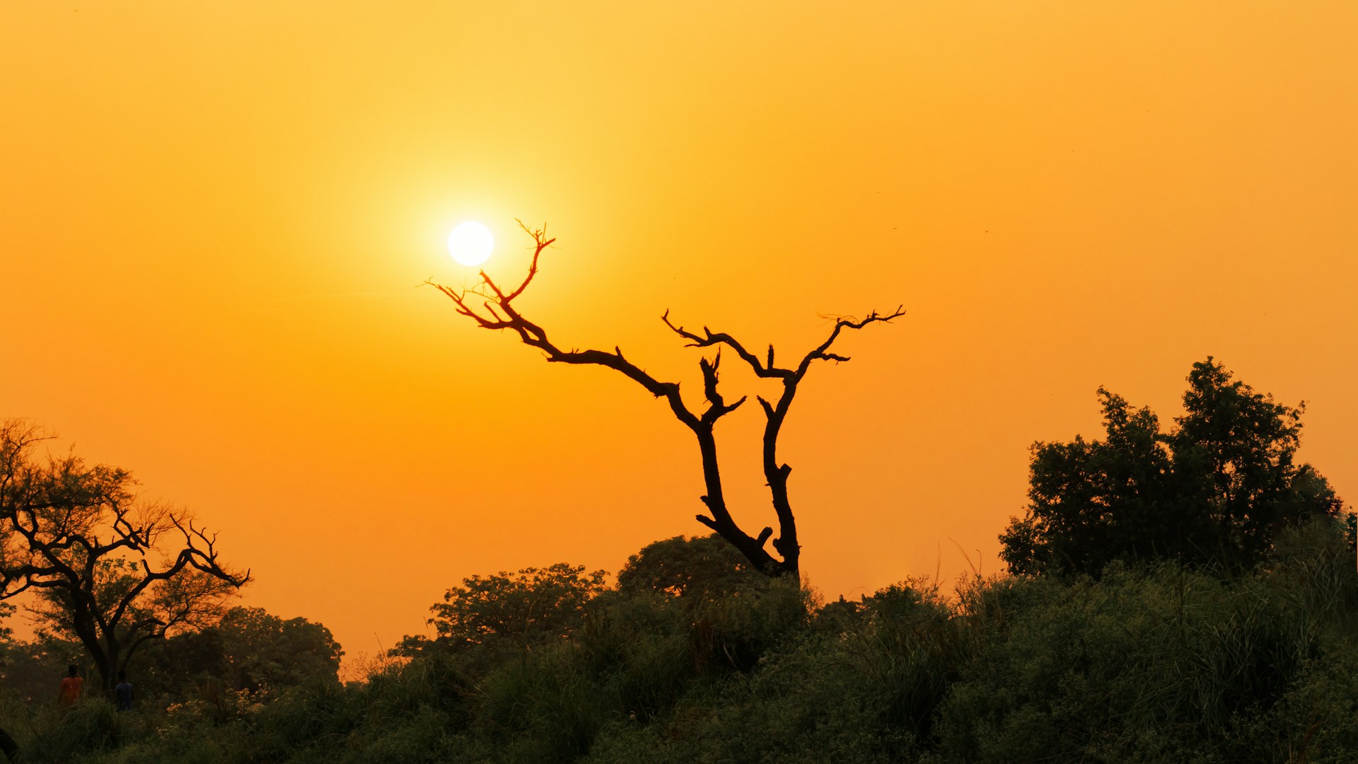 A giraffe standing on top of a lush green hillside