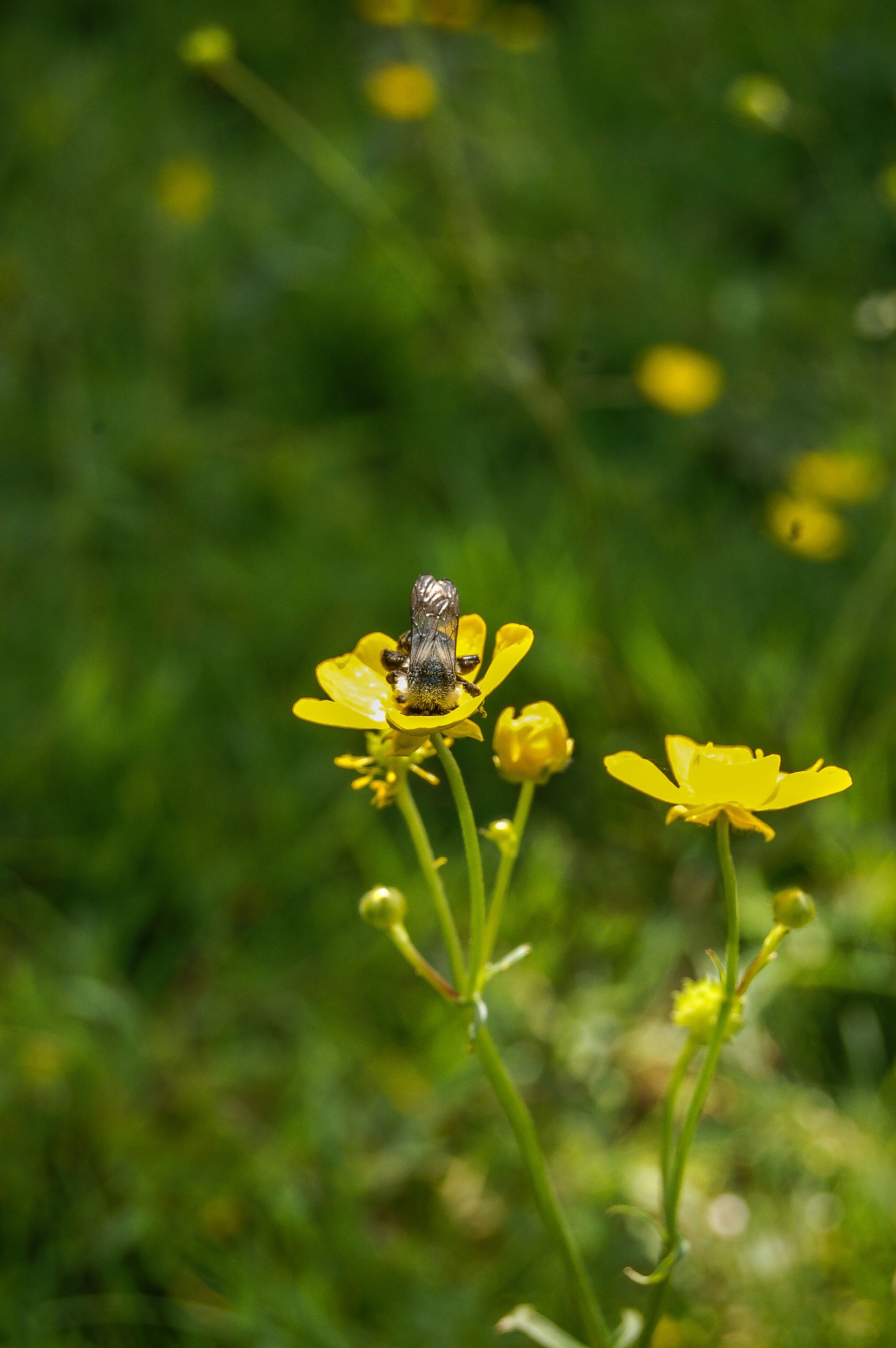 A small insect sitting on a yellow flower