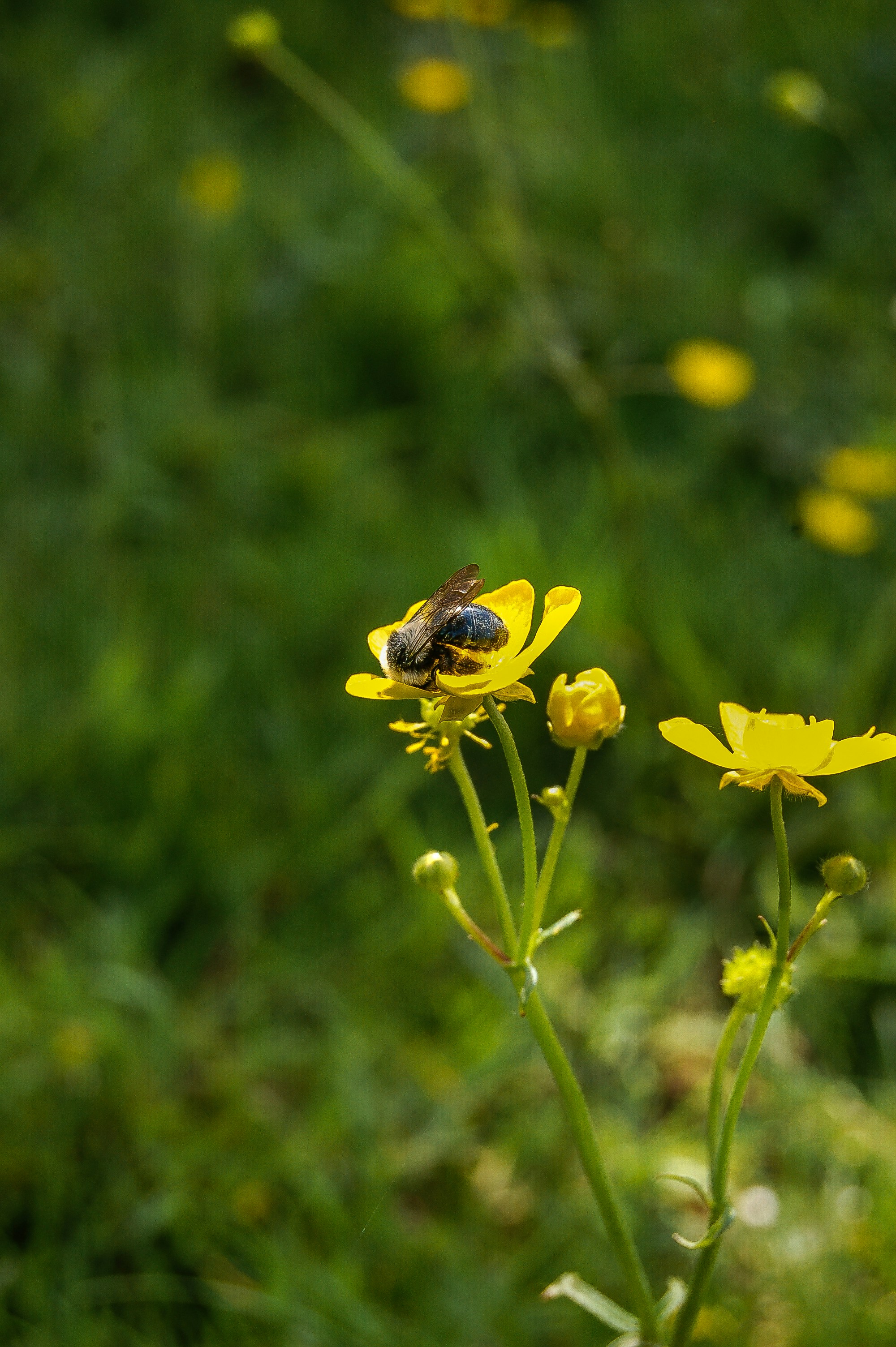 A bee is sitting on a yellow flower
