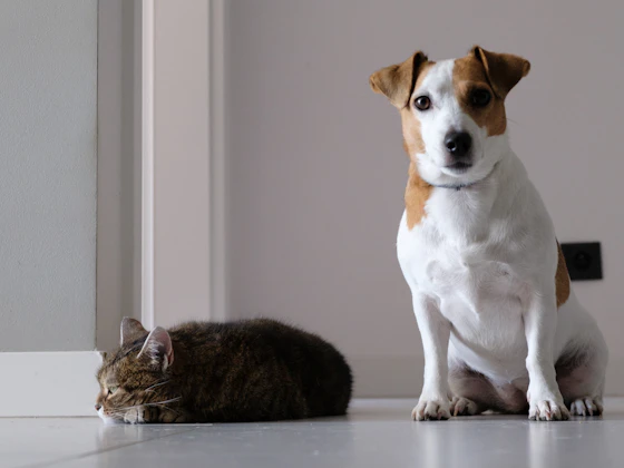 Dog and cat resting together on a clean living room floor