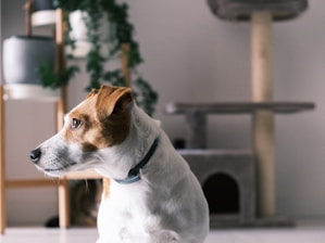 A brown and white dog sitting on the floor