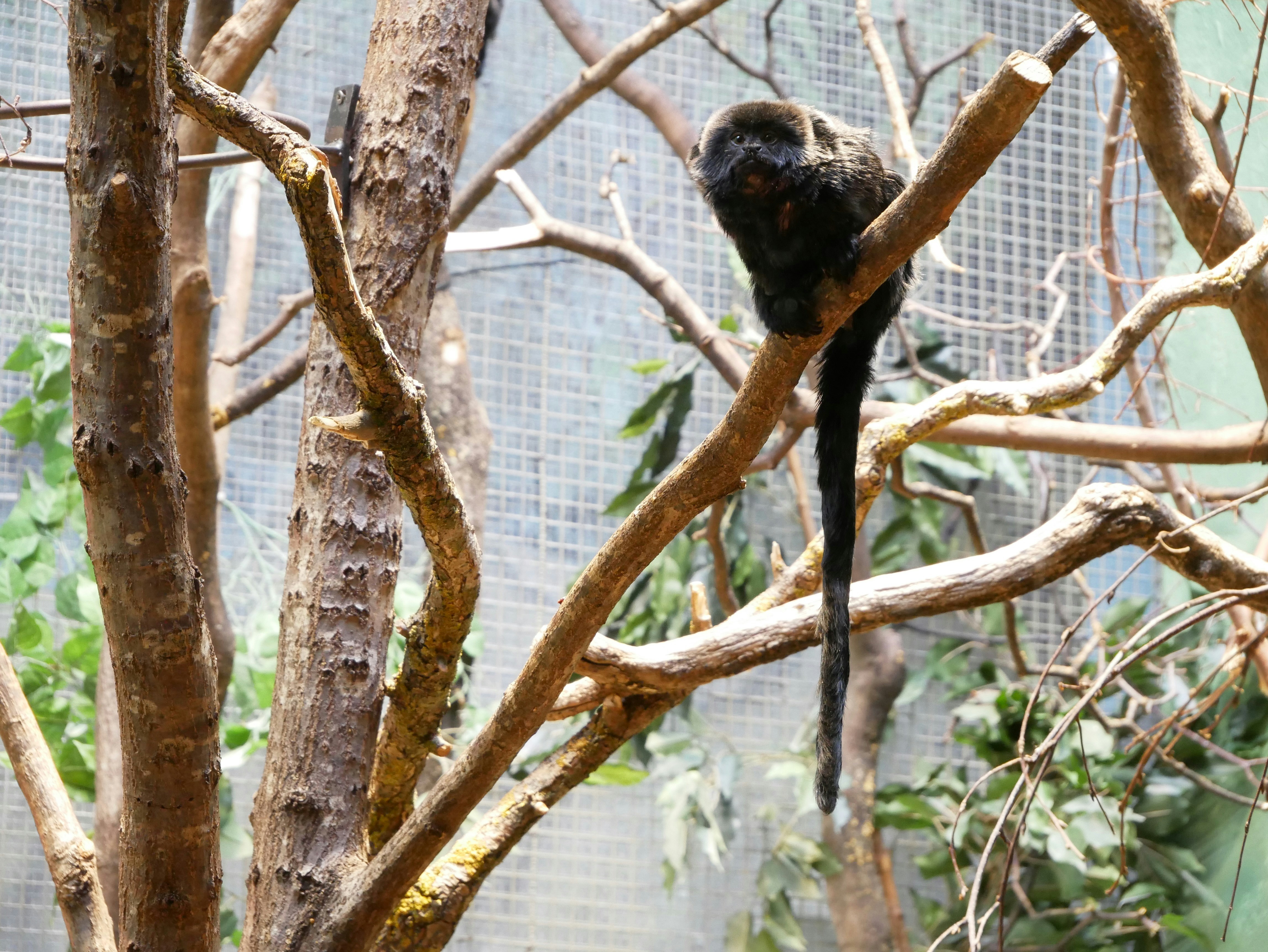 A black bird perched on a tree branch