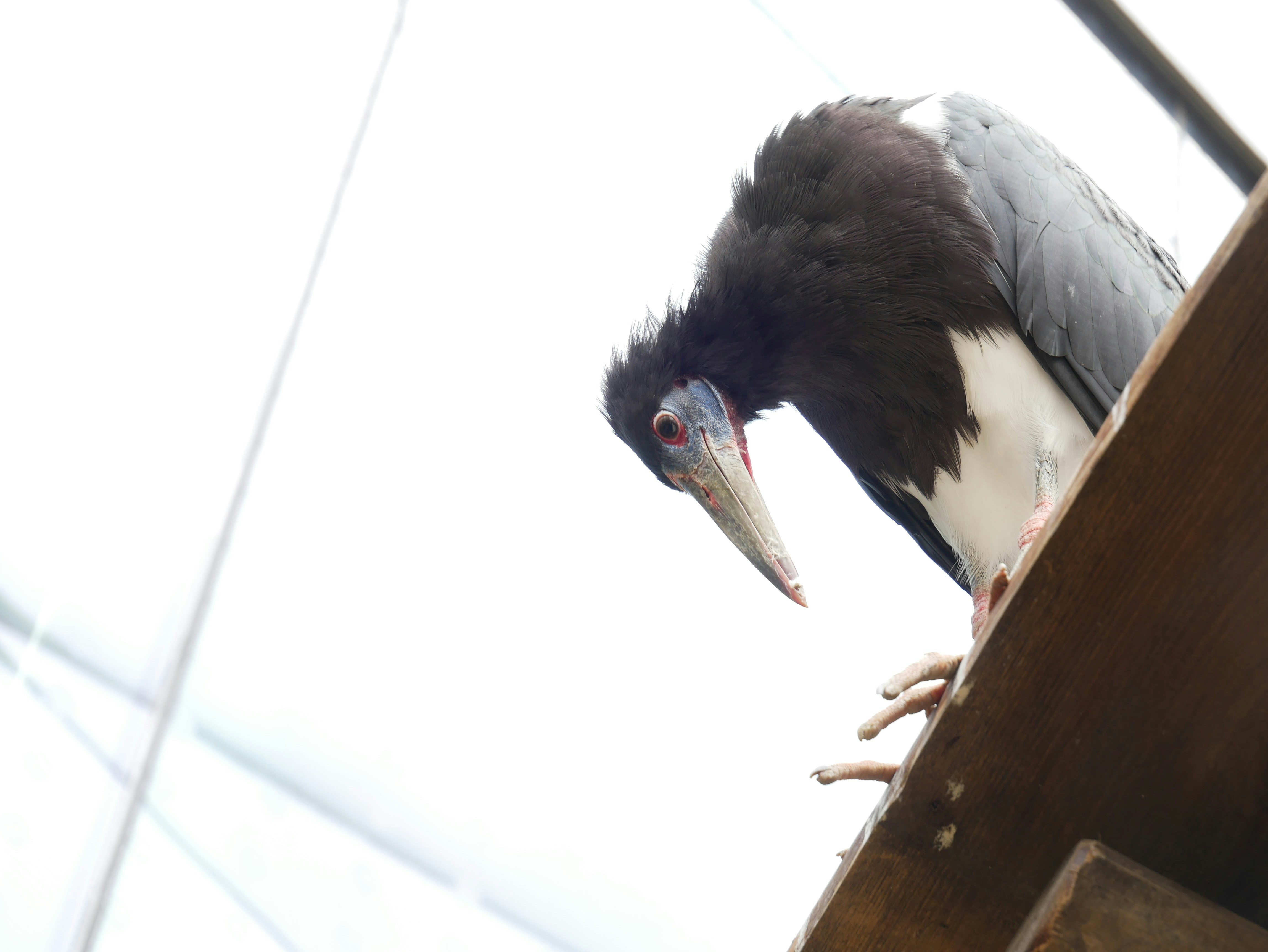 A black and white bird with a long beak