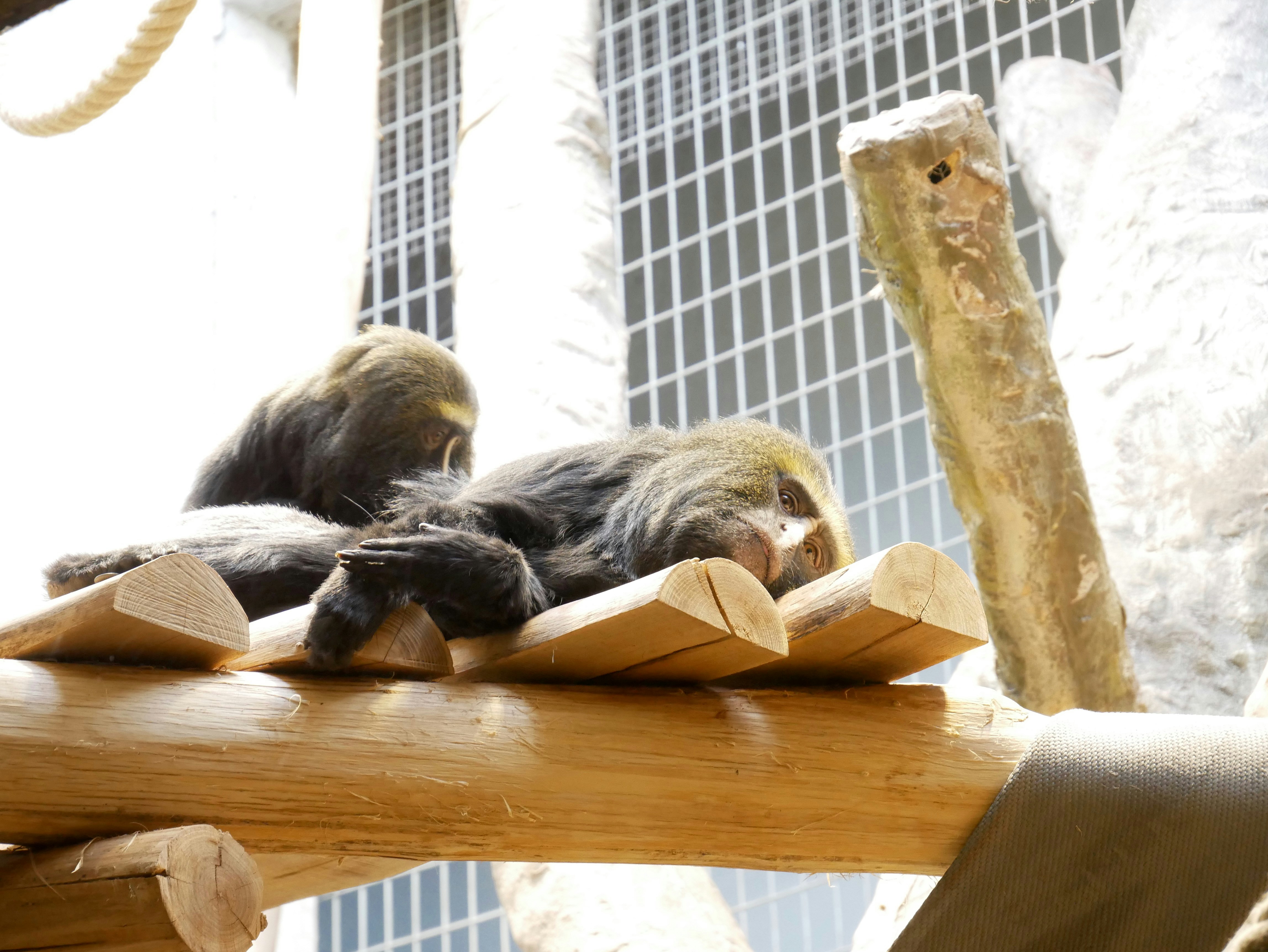 A cat laying on top of a wooden table