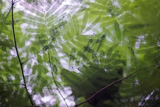 Ayahuasca Ceremony: Healing, Spiritual Benefits, Experience, A picture of a leafy tree in the woods