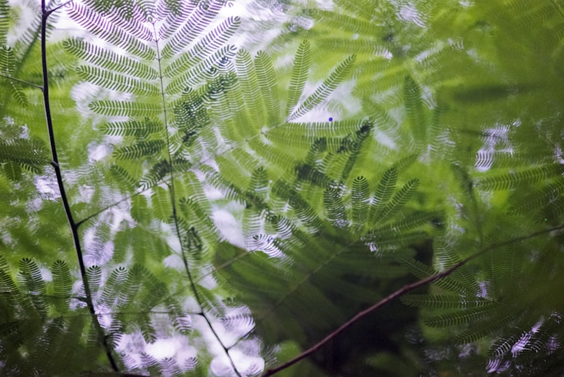 Ayahuasca Ceremony: Healing, Spiritual Benefits, Experience, A picture of a leafy tree in the woods