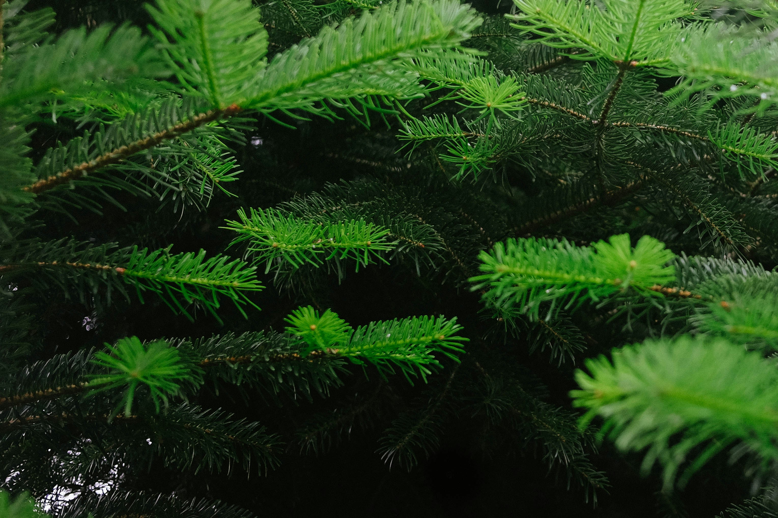A close up of a pine tree branch