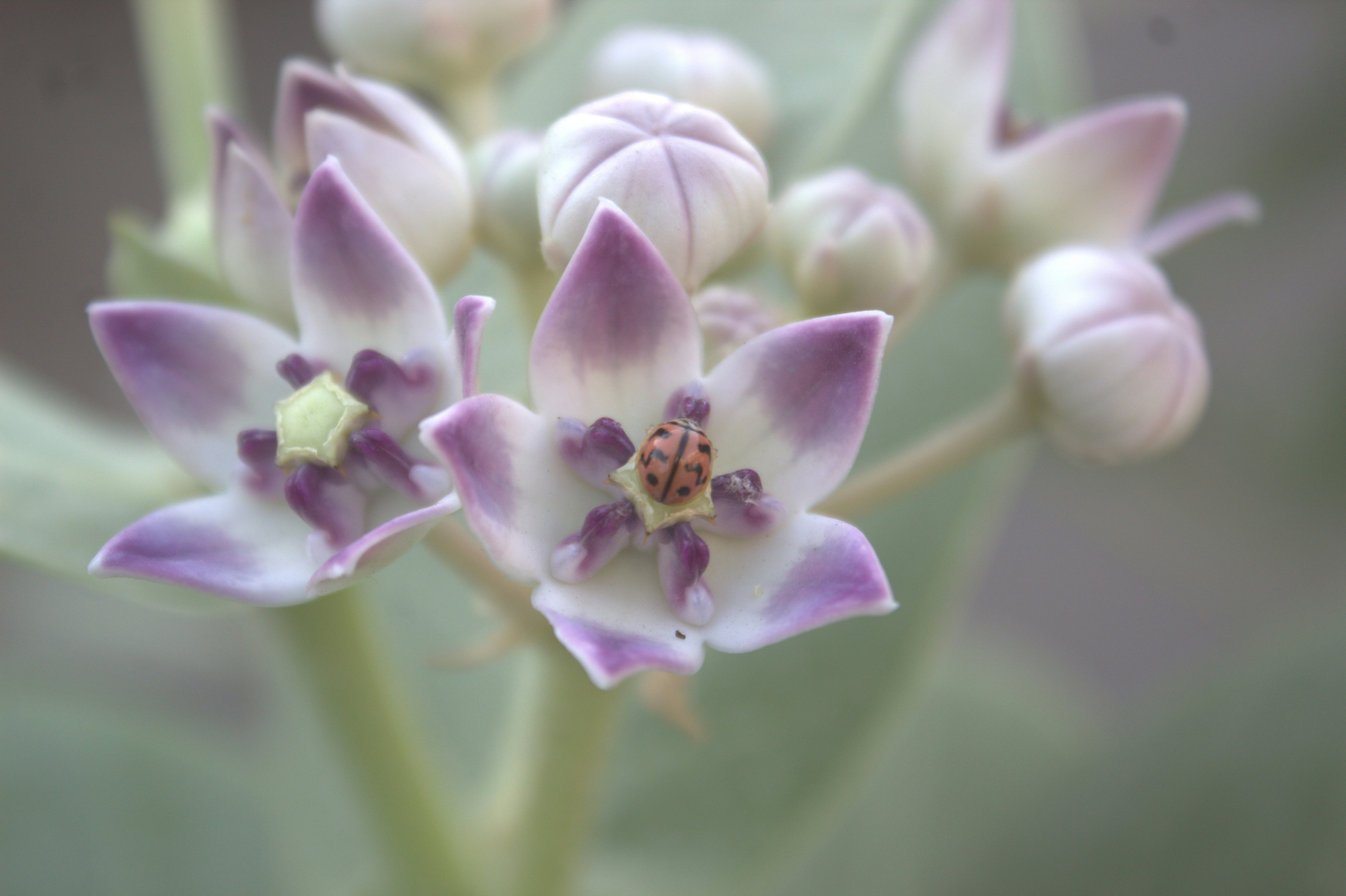Un primer plano de una flor con un fondo borroso