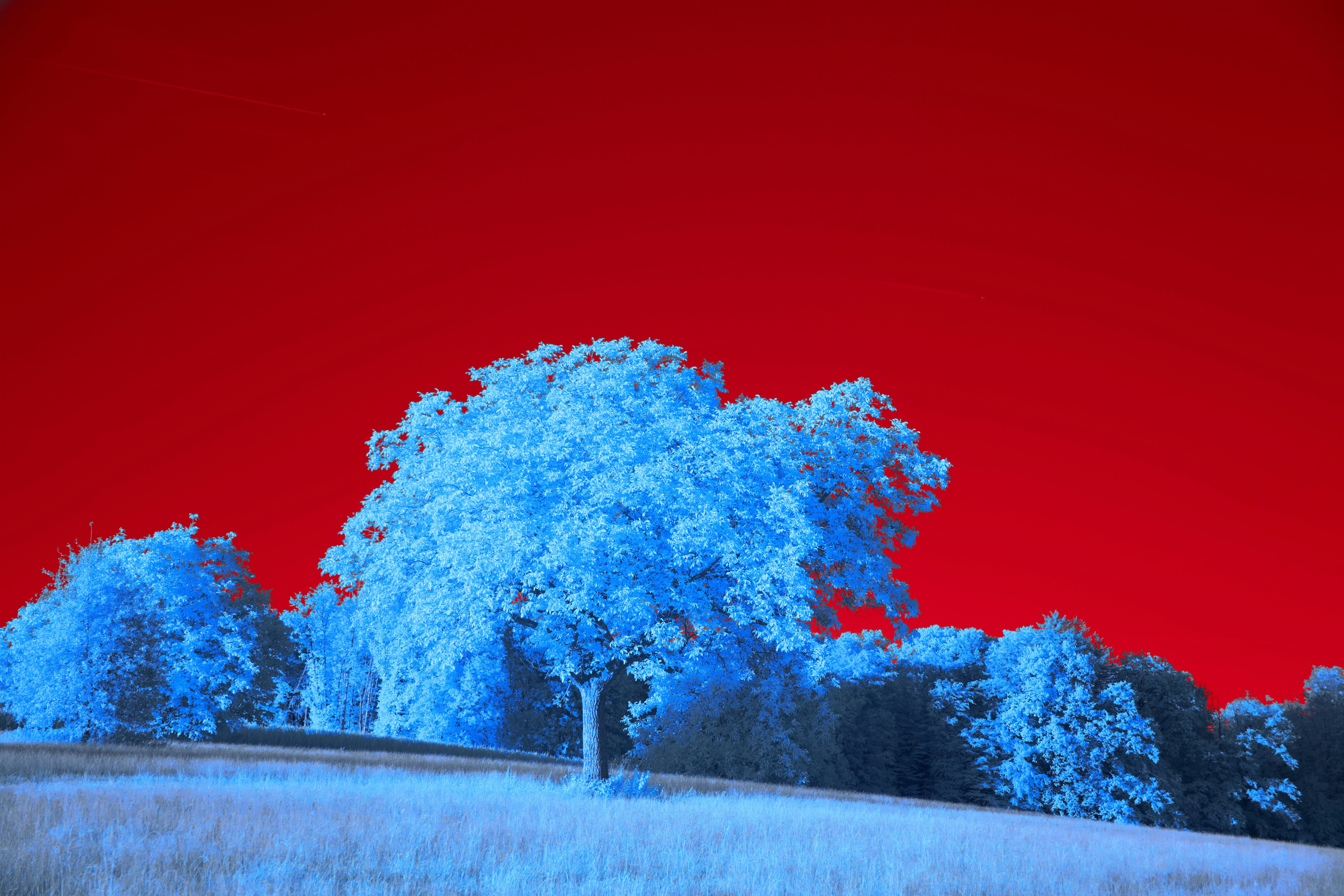 Photo by wolfgang_hasselmann