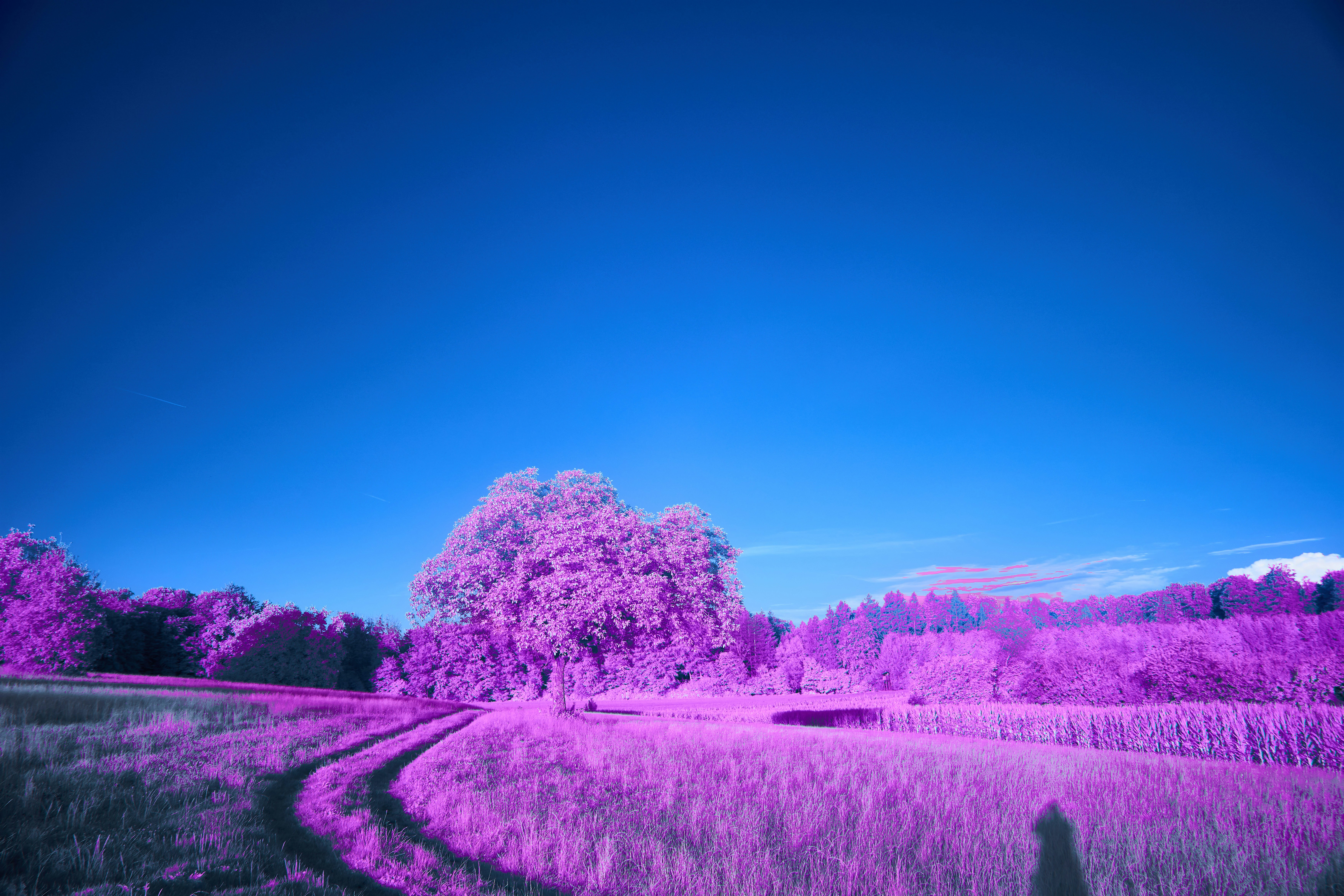 Photo by wolfgang_hasselmann