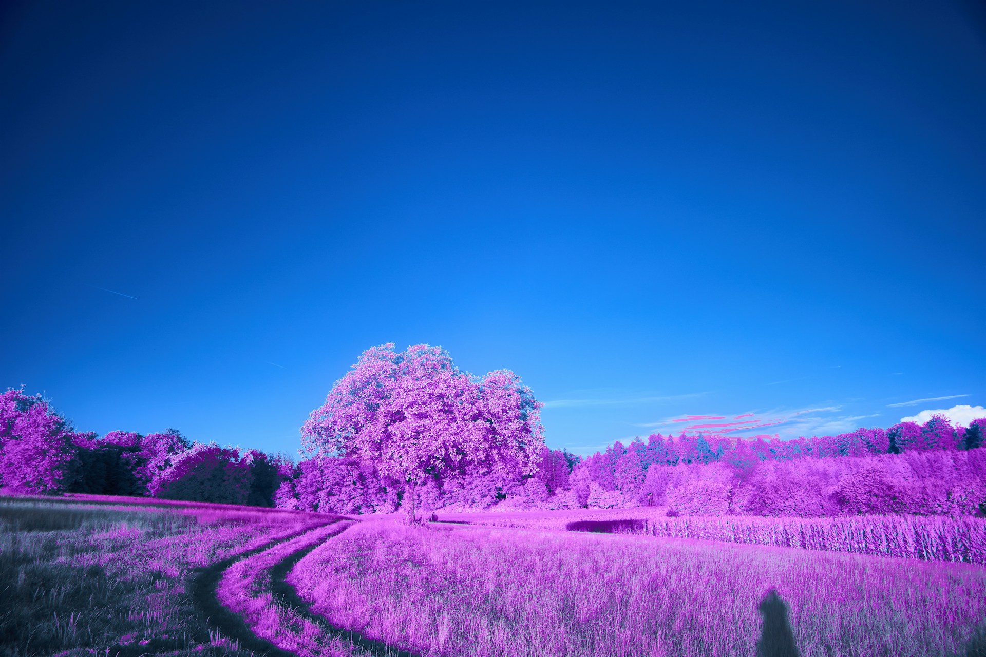 A person standing in the middle of a field