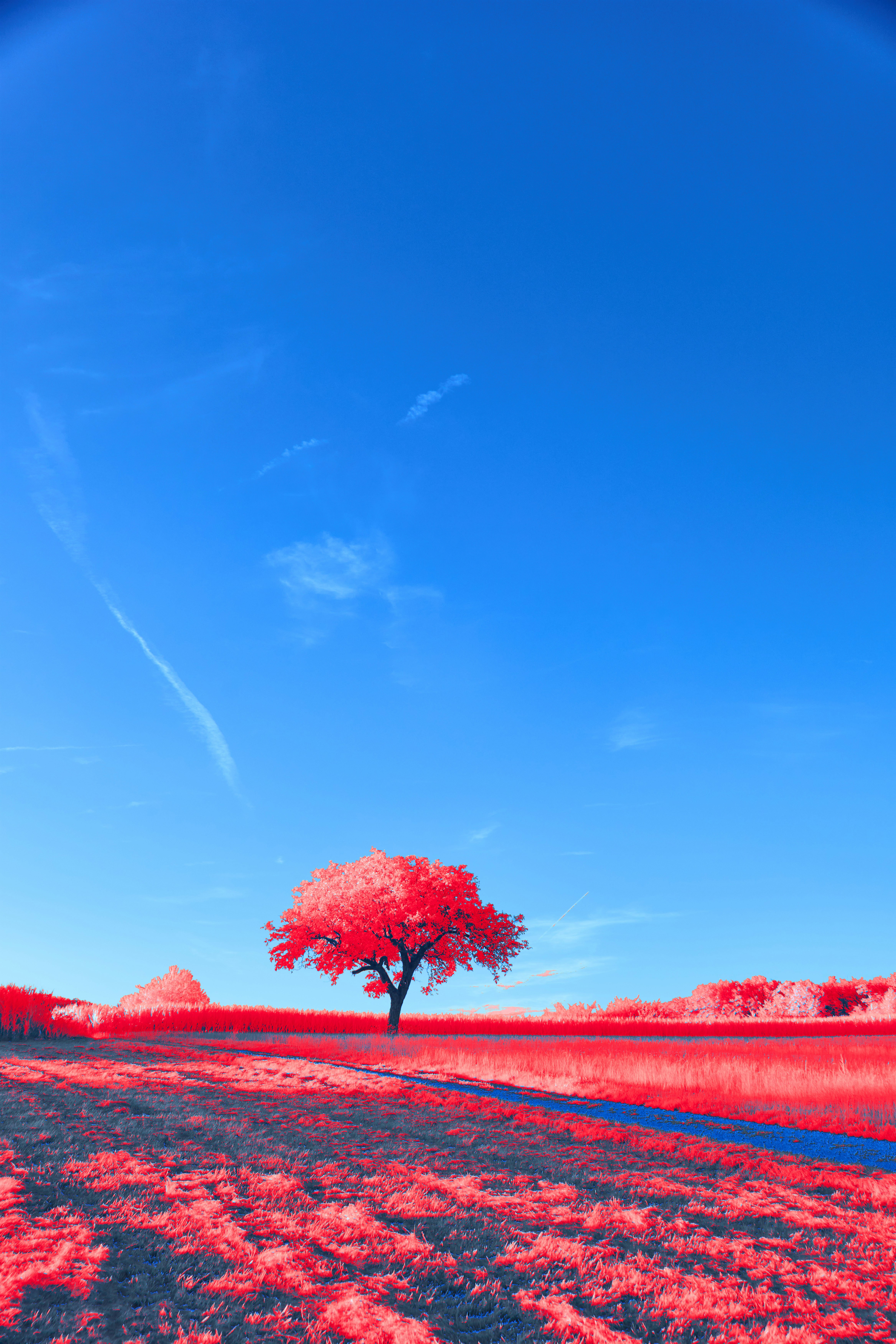 Photo by wolfgang_hasselmann