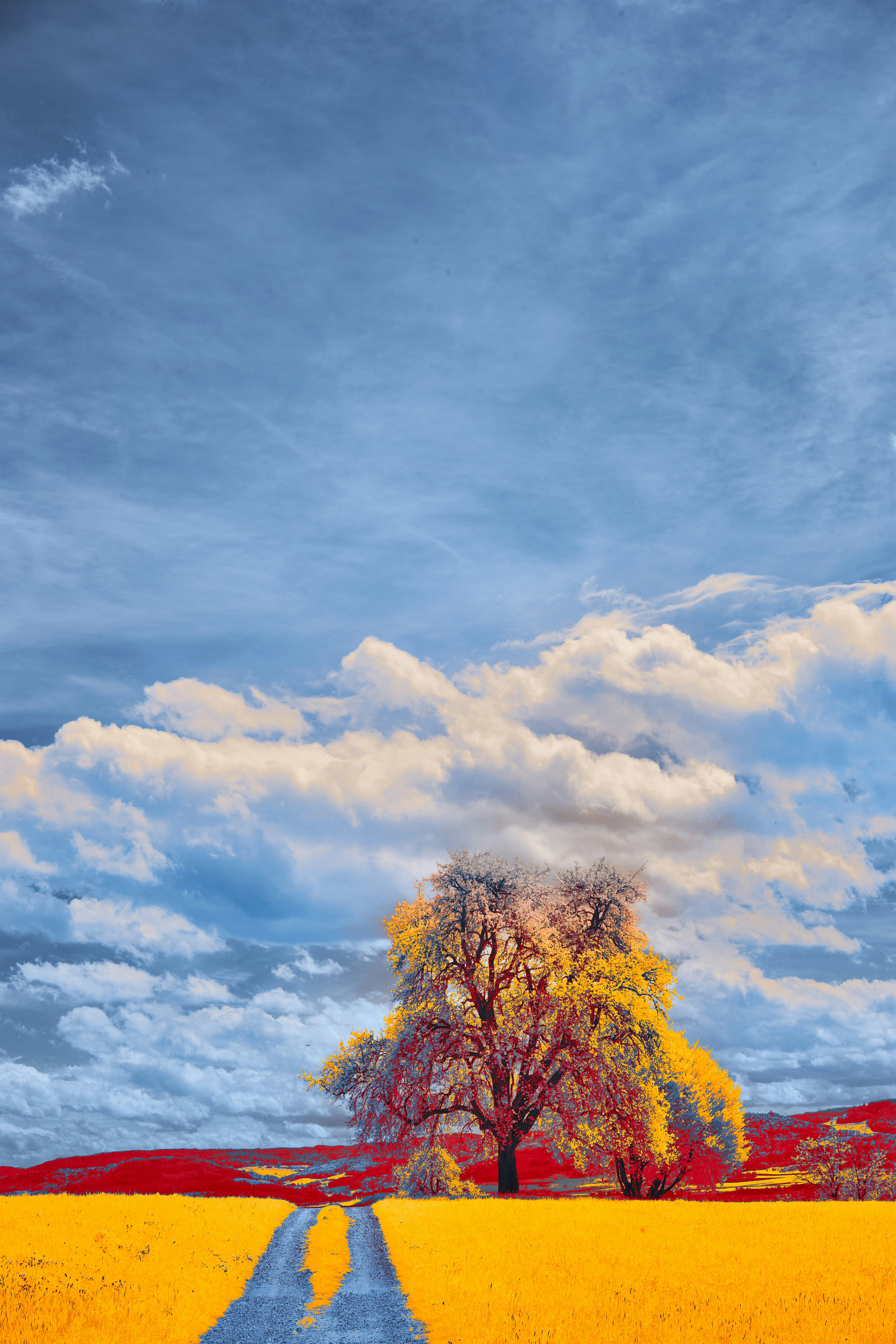 Photo by wolfgang_hasselmann