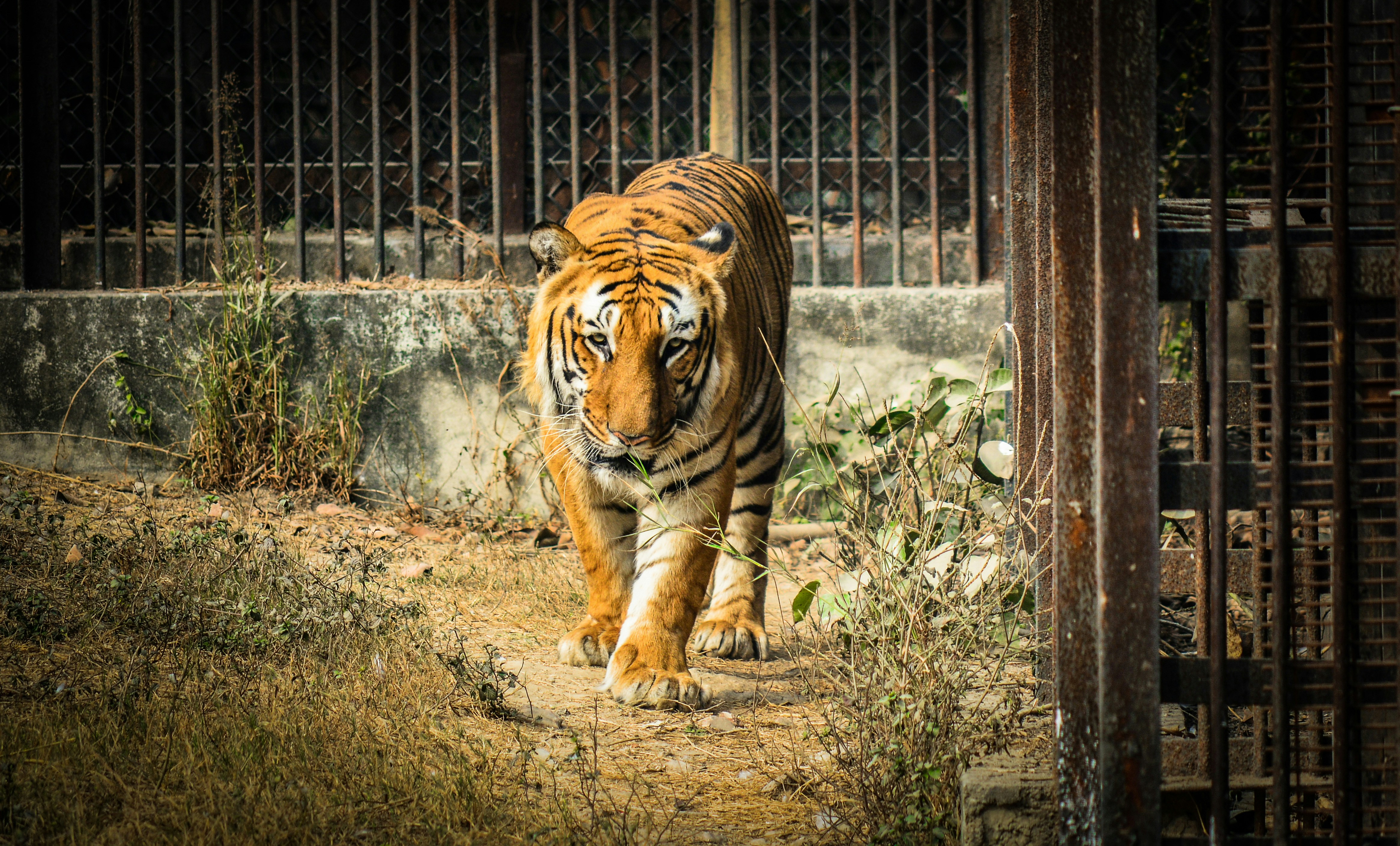 A large tiger walking down a dirt road