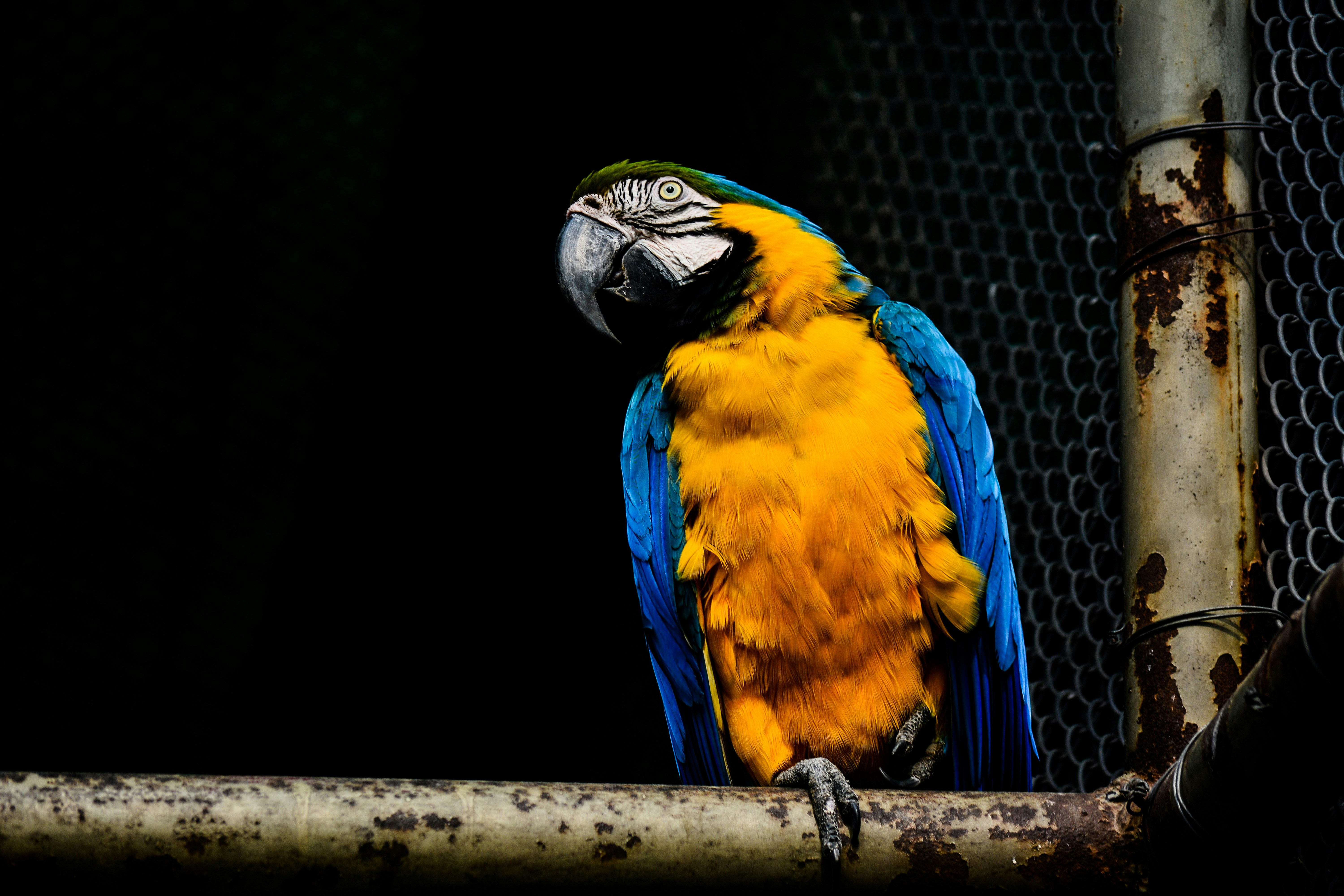 A blue and yellow parrot sitting on top of a metal pole