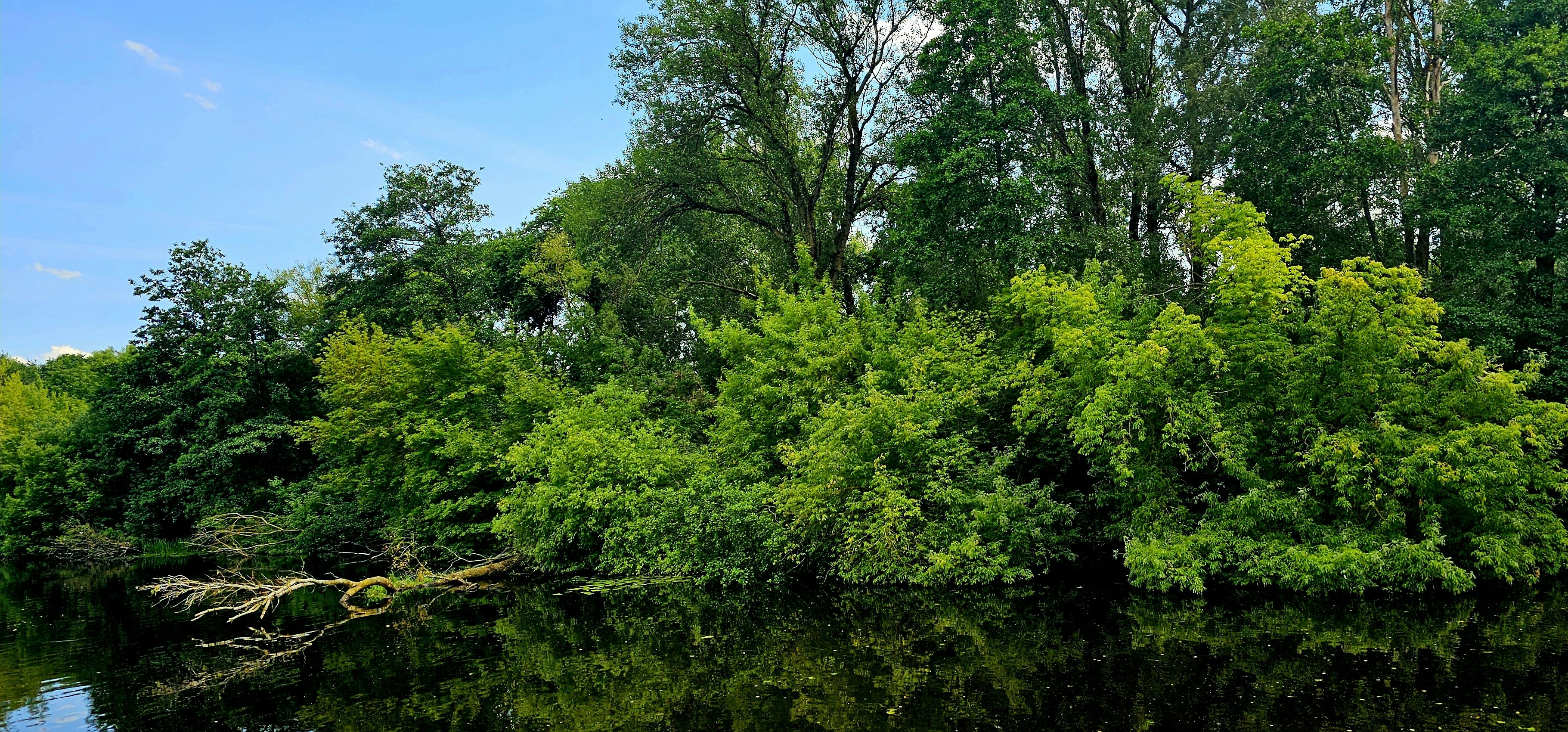 A body of water surrounded by lots of trees