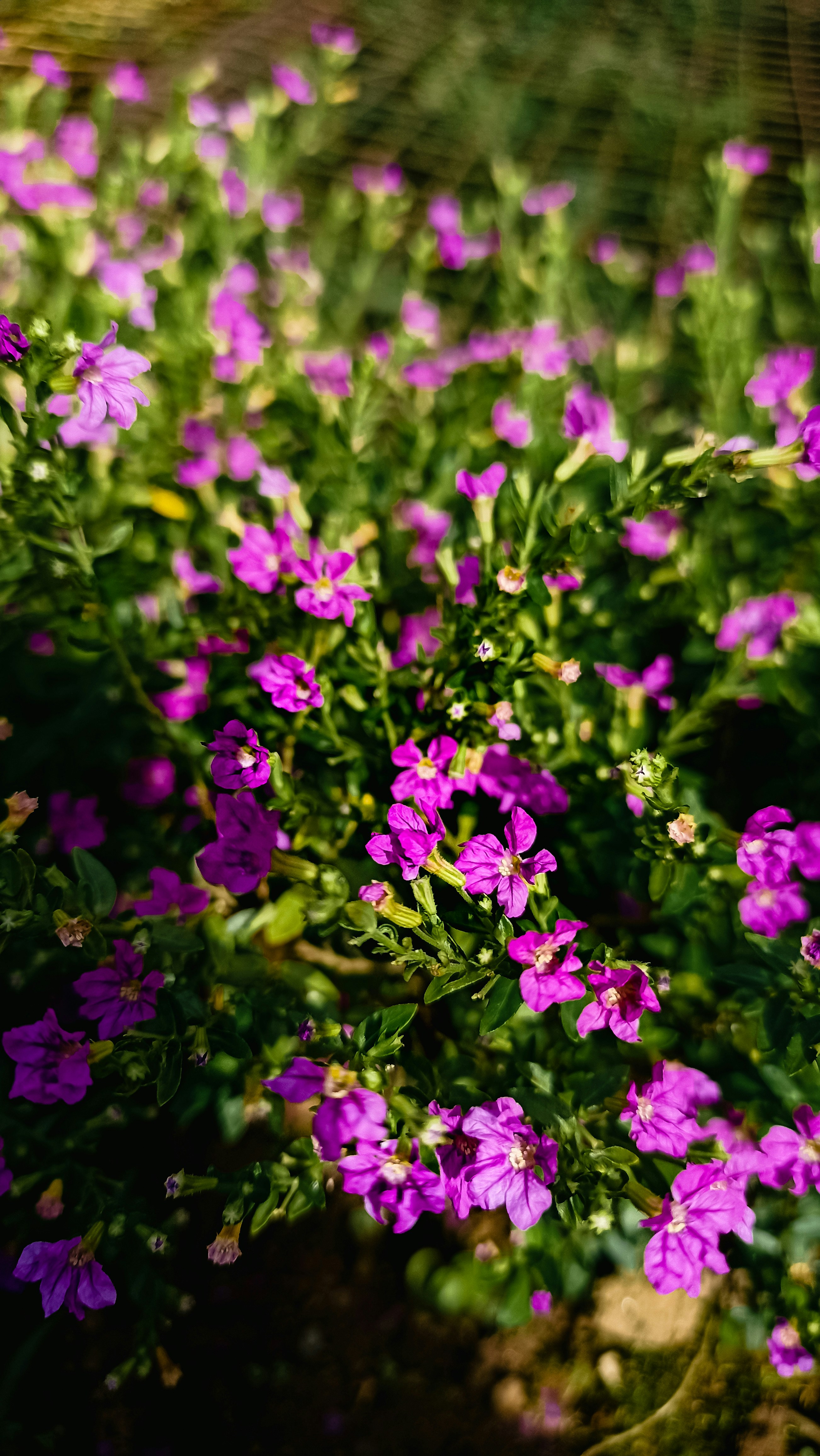 Photo by farsanamanaf