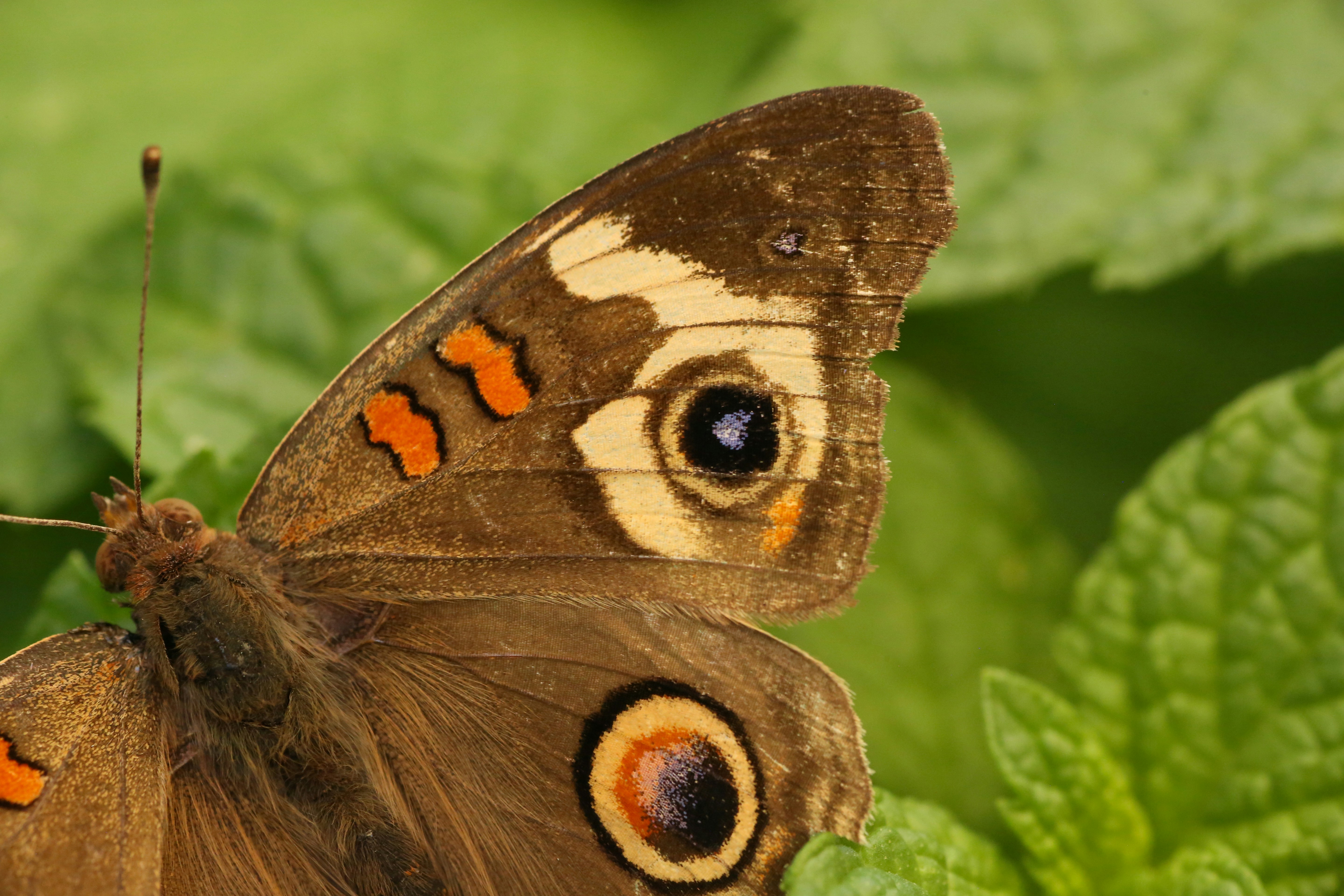 Photo by giorgiotrovato