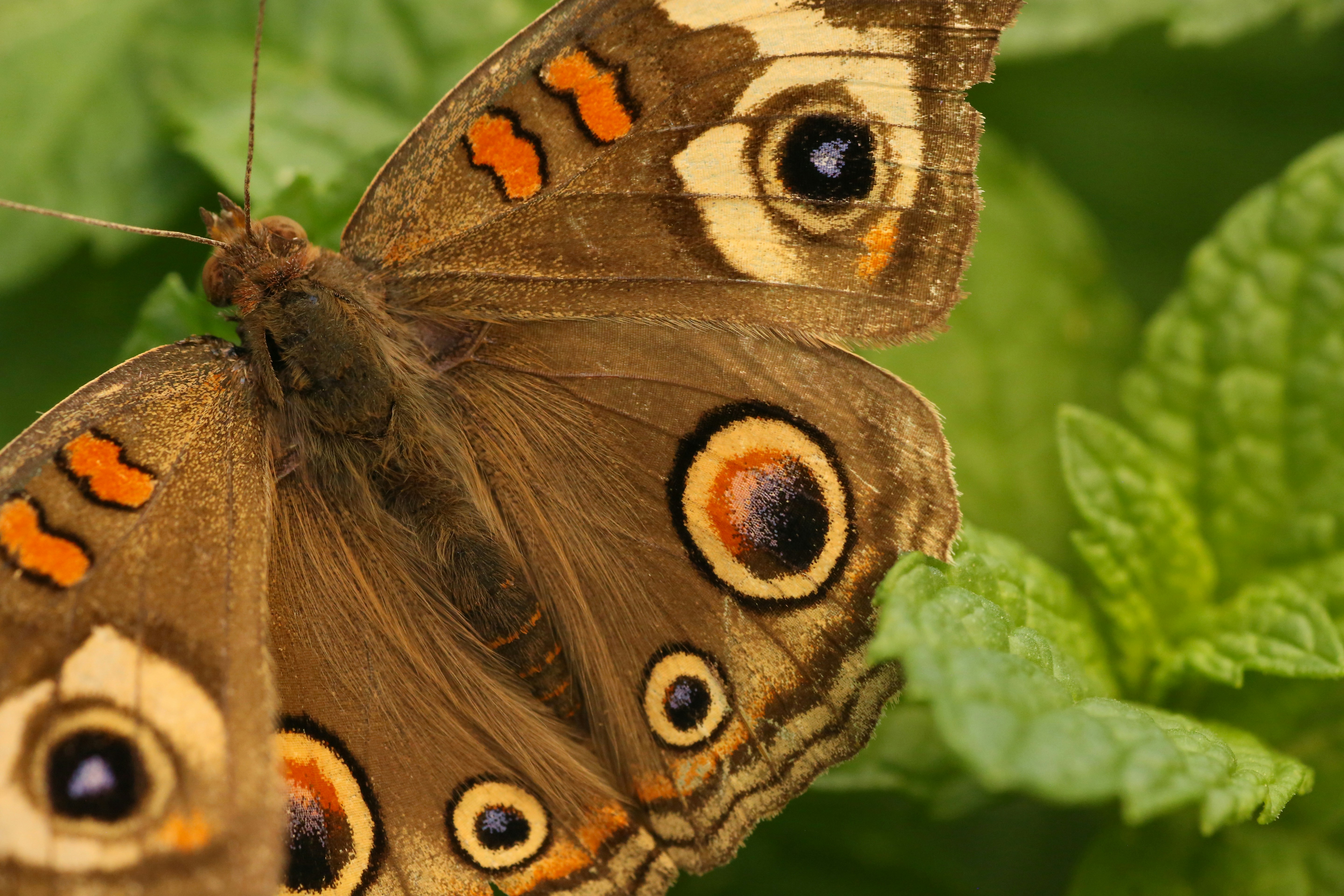 Photo by giorgiotrovato