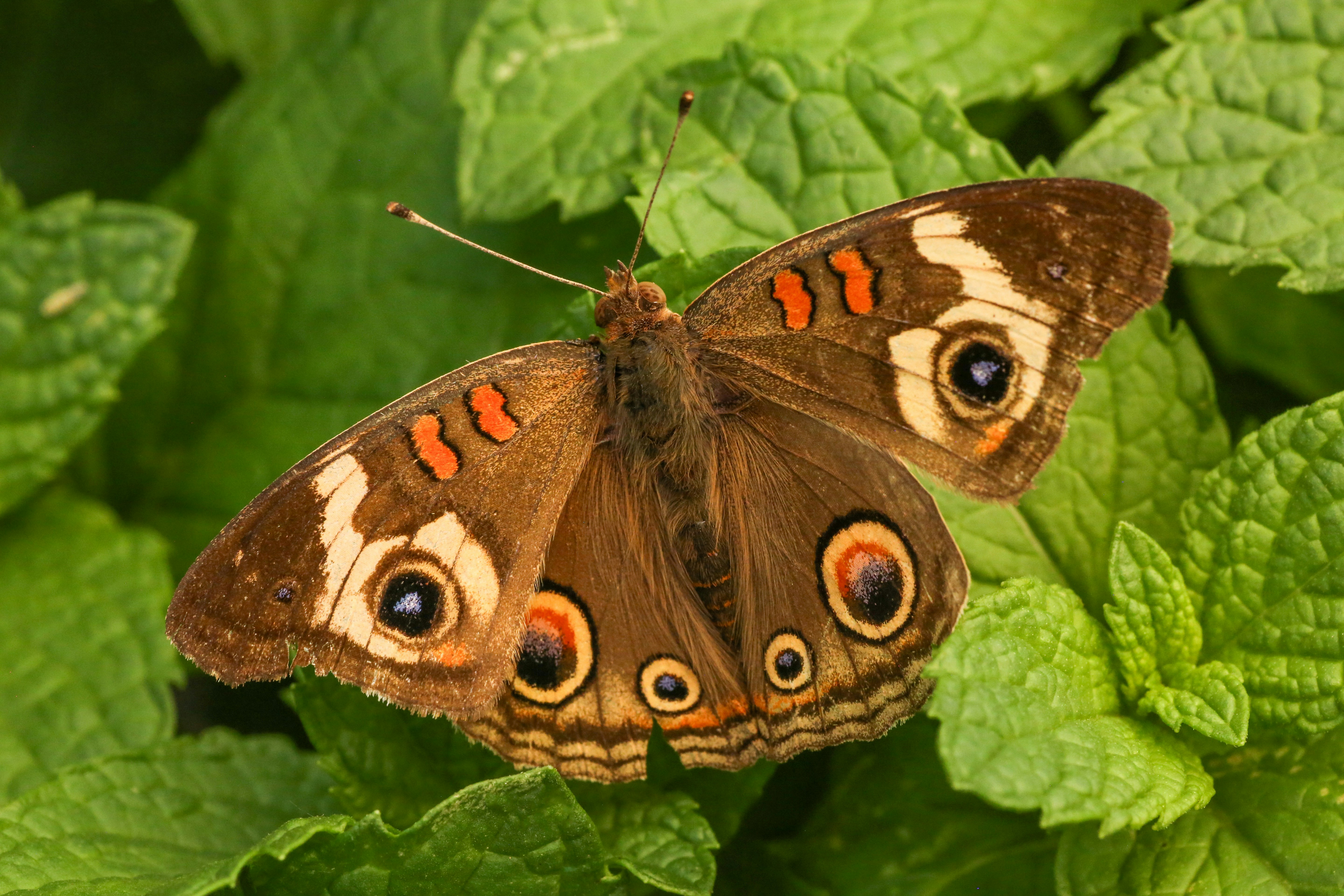 Photo by giorgiotrovato