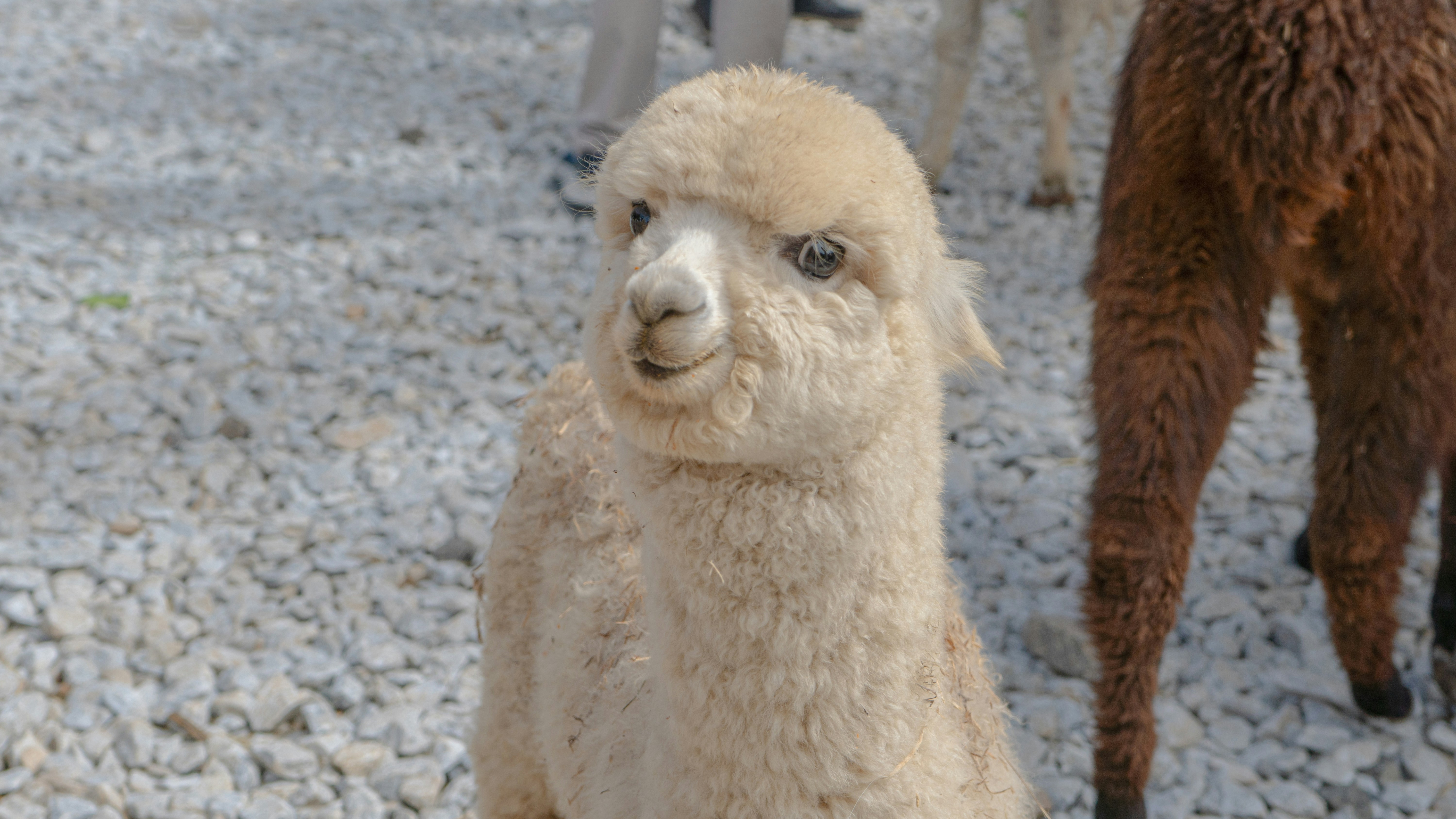 Ein braunes und ein weißes Lama, die nebeneinander stehen