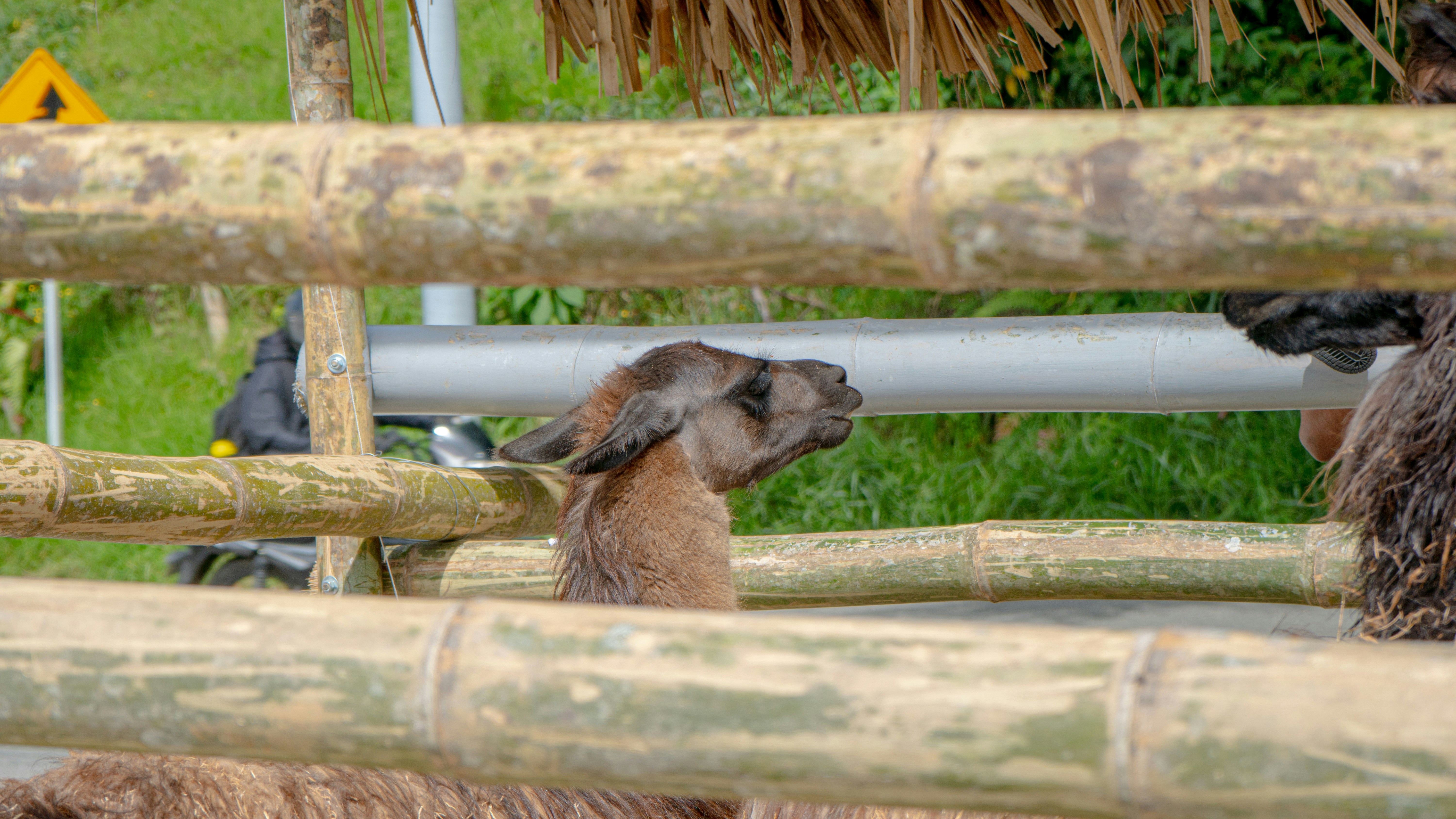 Eine Gruppe von Tieren, die im Gras stehen