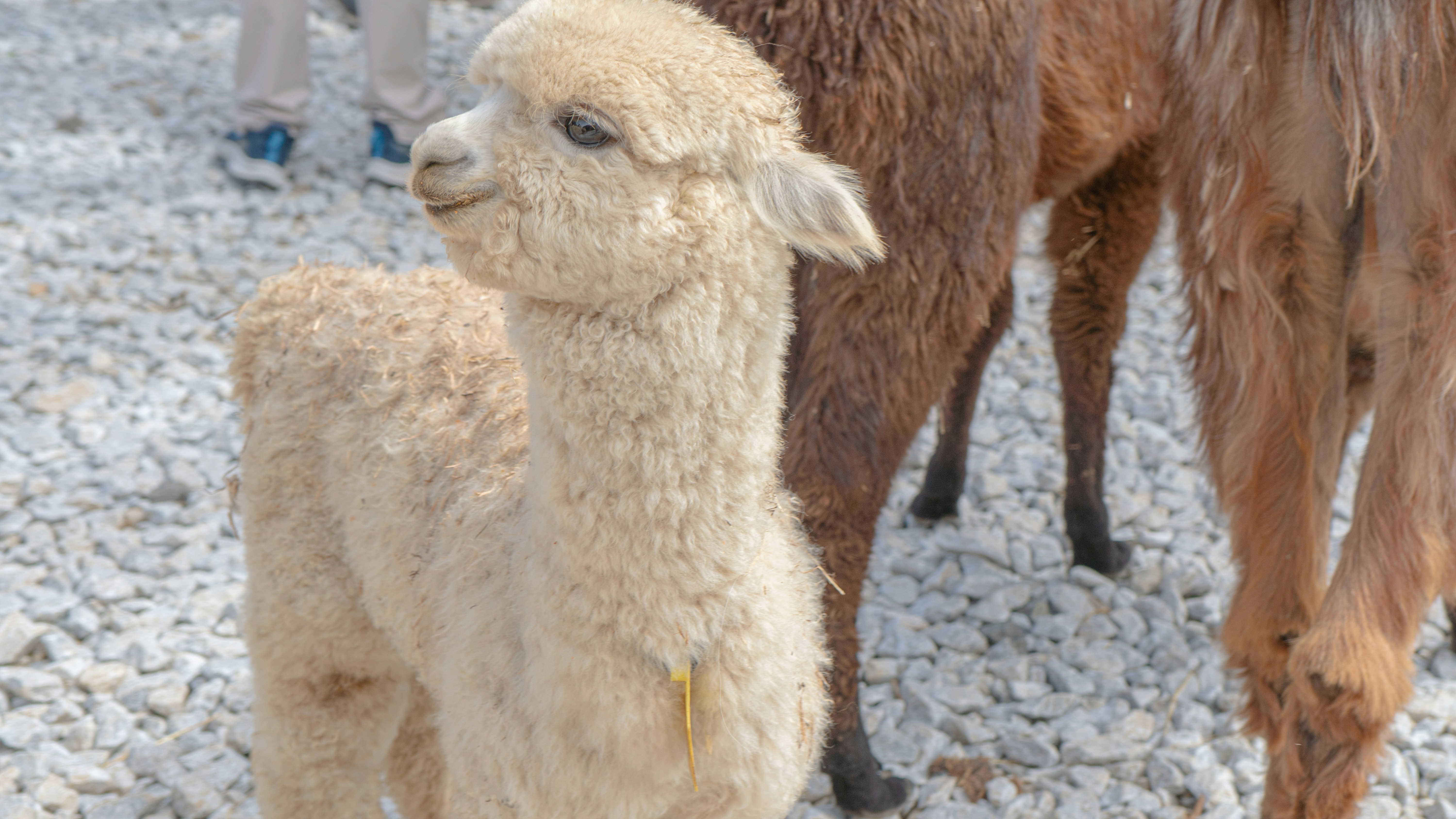 A couple of sheep standing next to each other