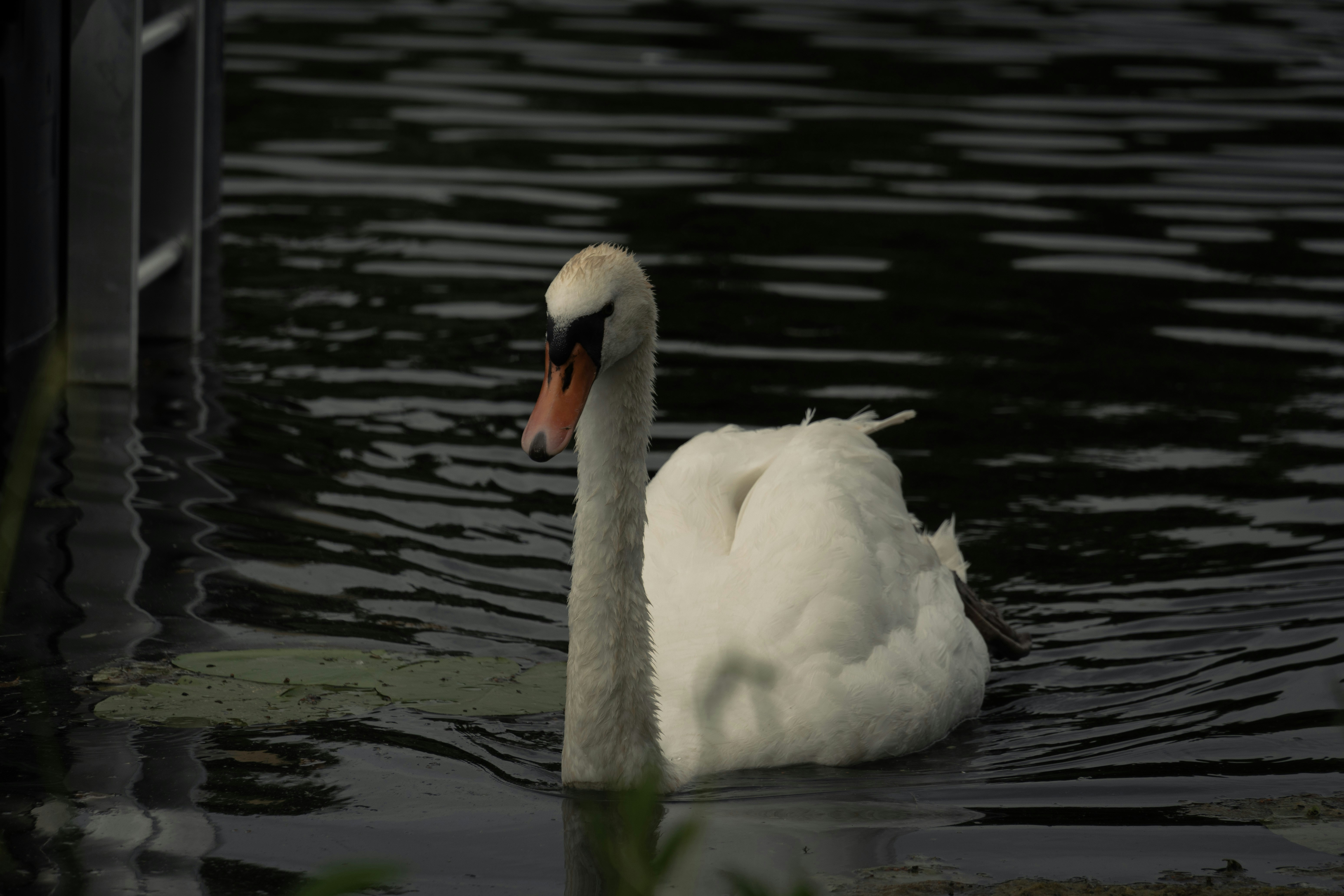 Photo by elisabertoja