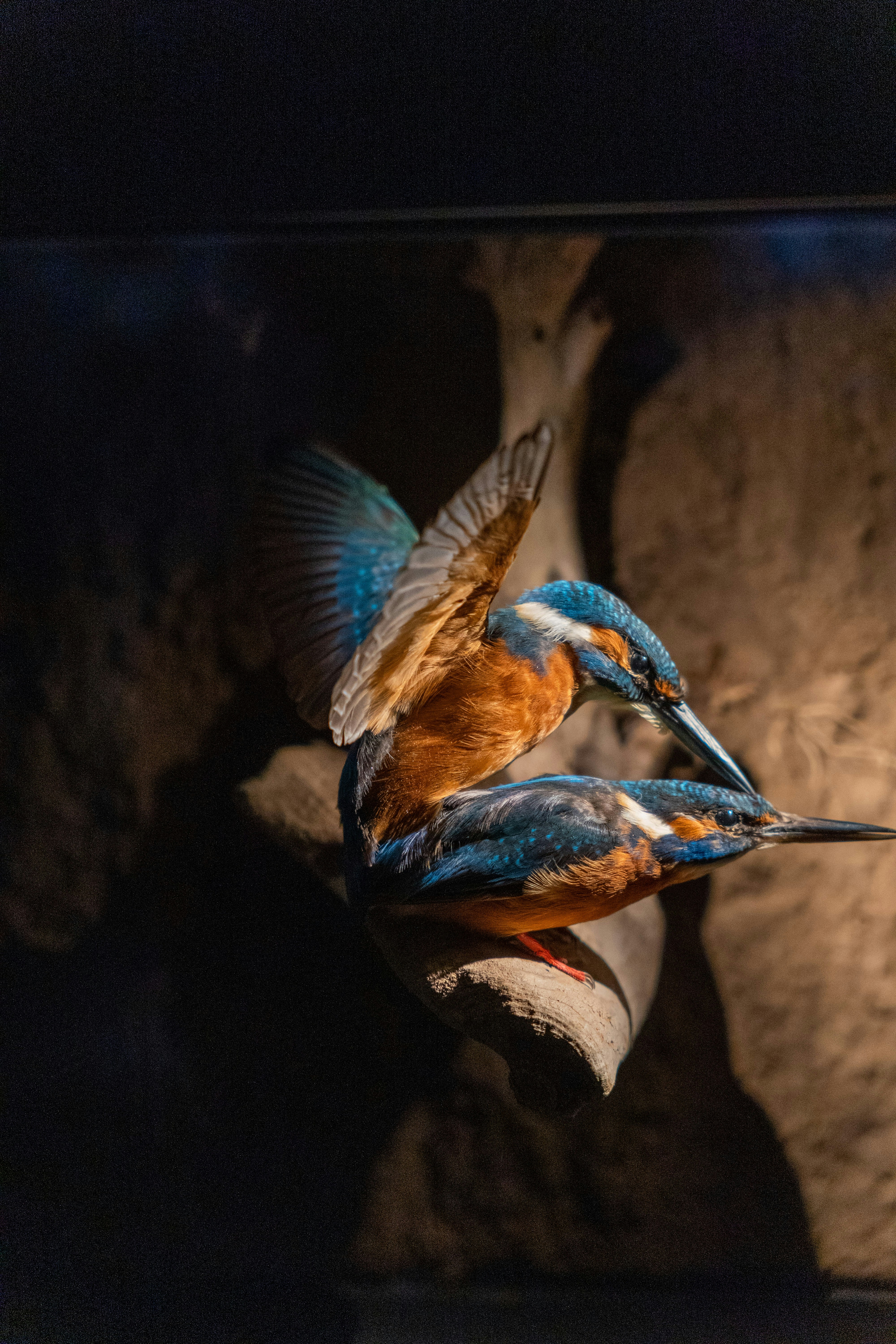 A couple of birds that are flying in the air