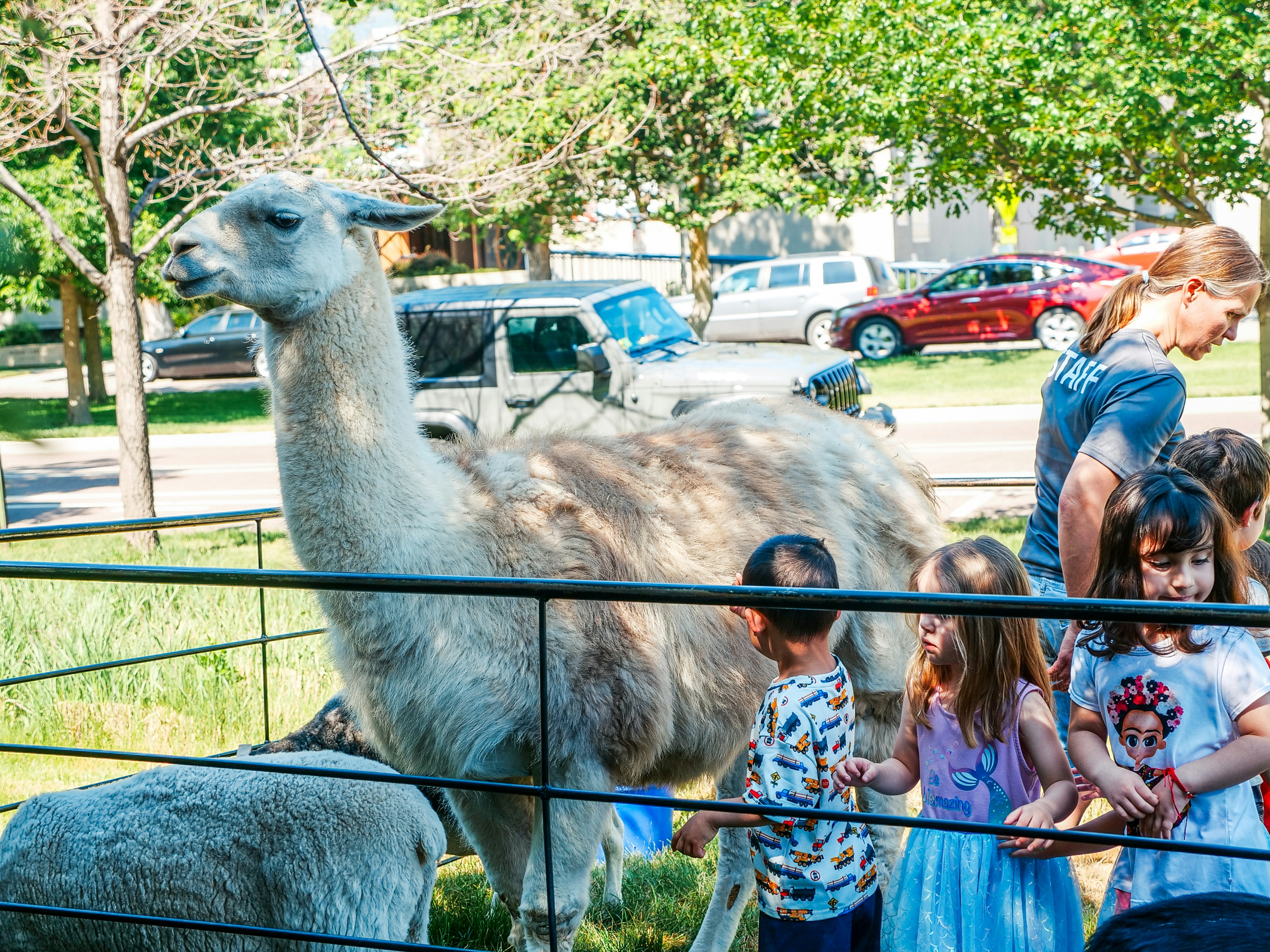 A group of people standing around a llama