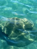 A rock in the middle of a body of water