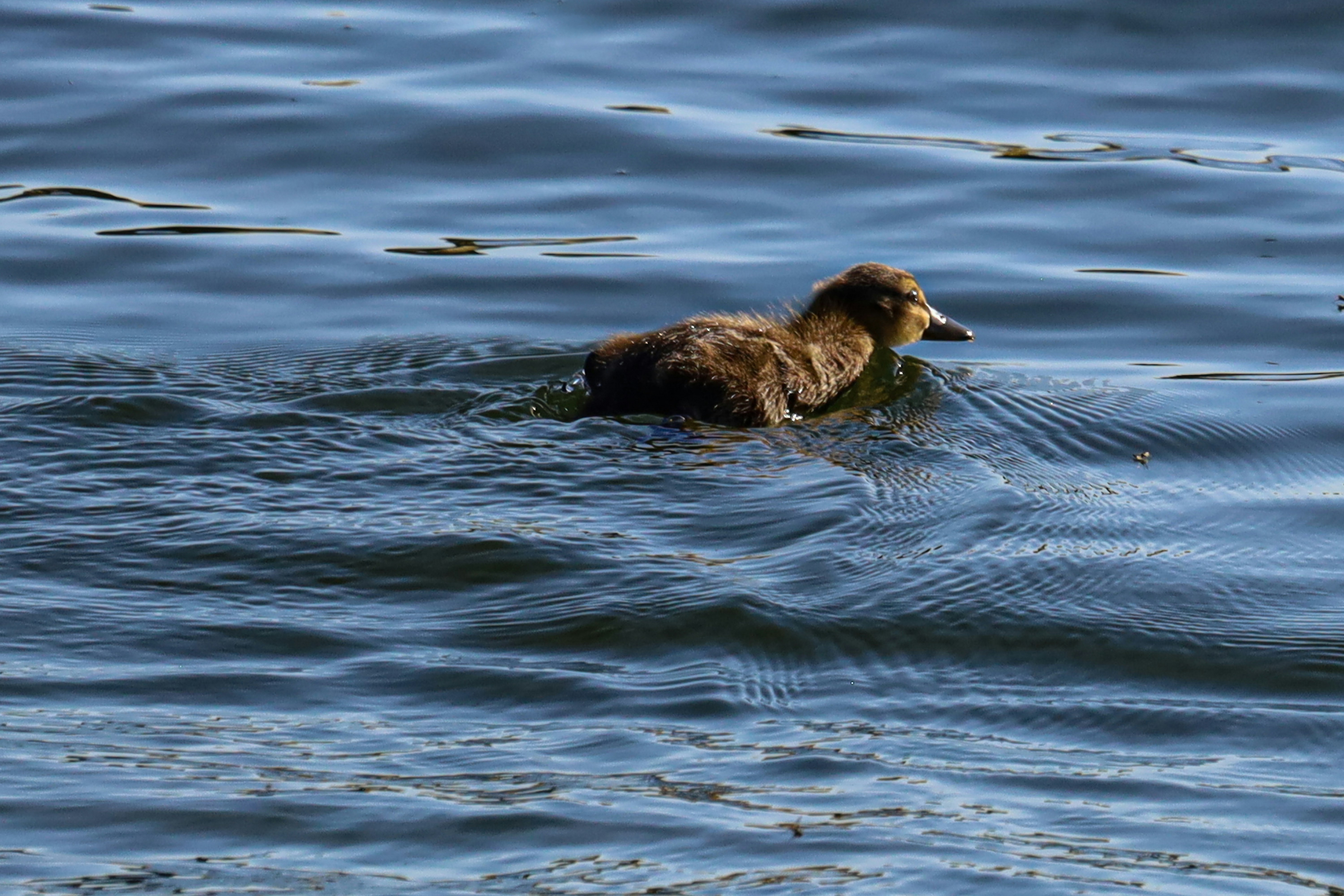 물 위에 떠 있는 오리