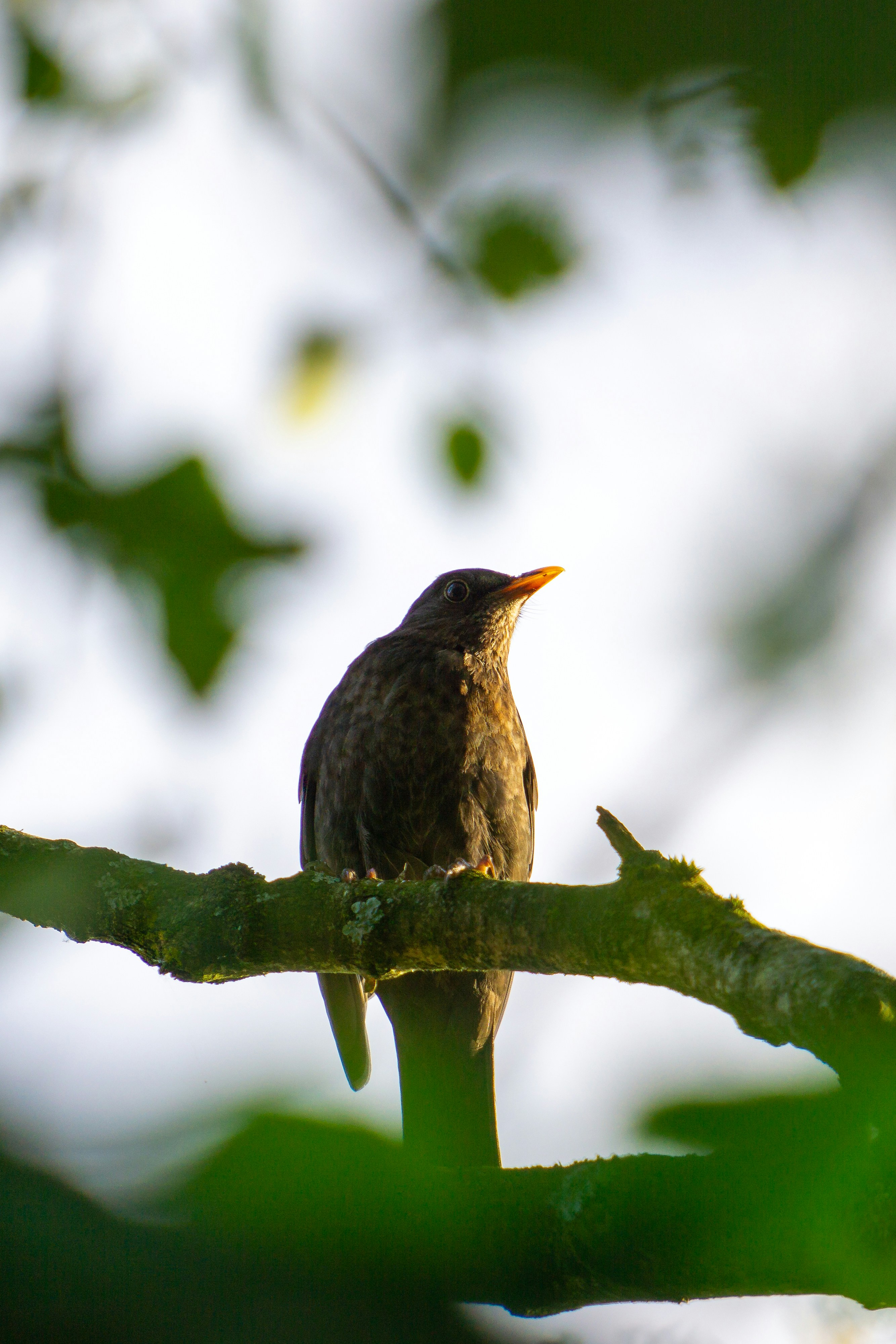 Photo by robertschwarz