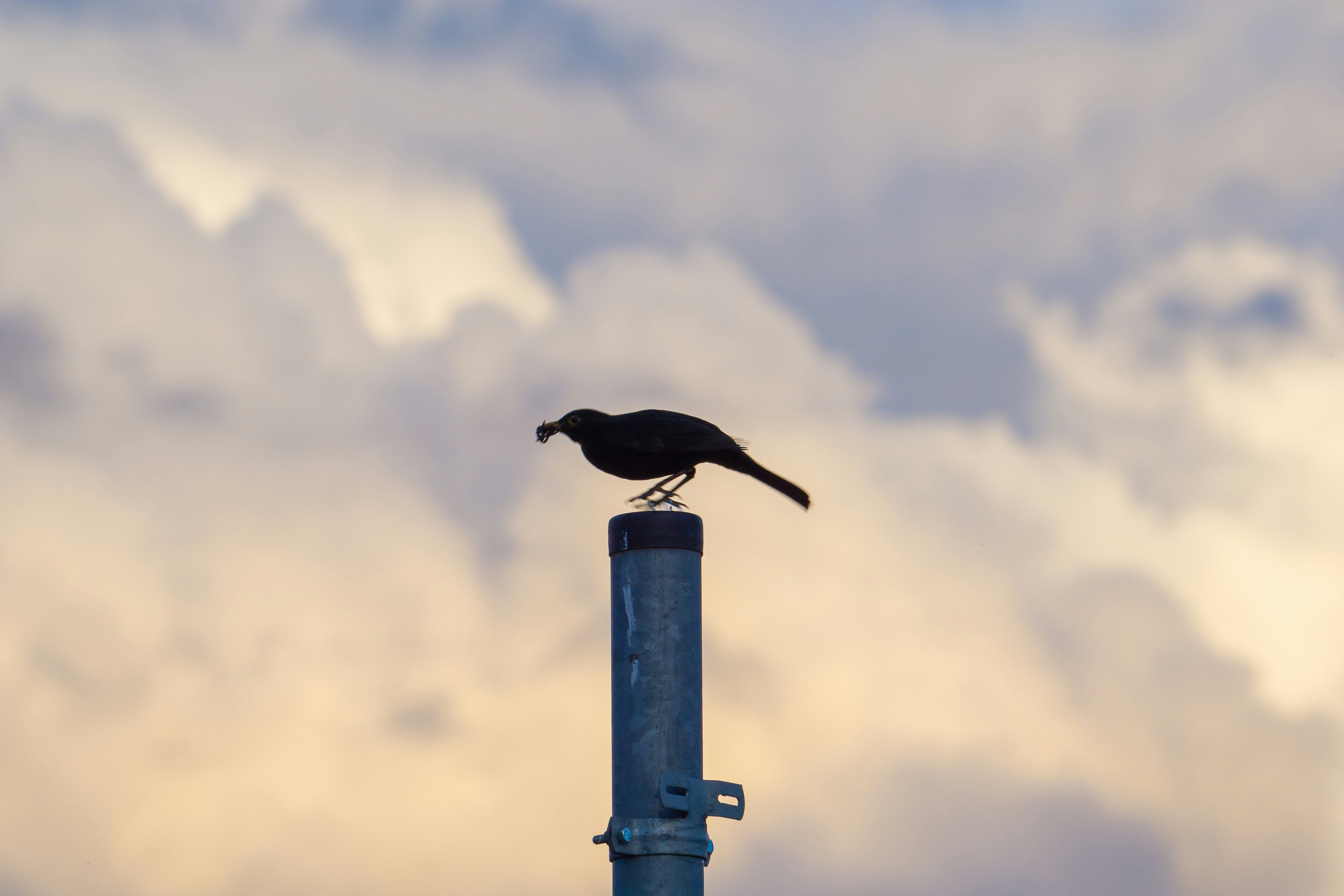 Photo by robertschwarz