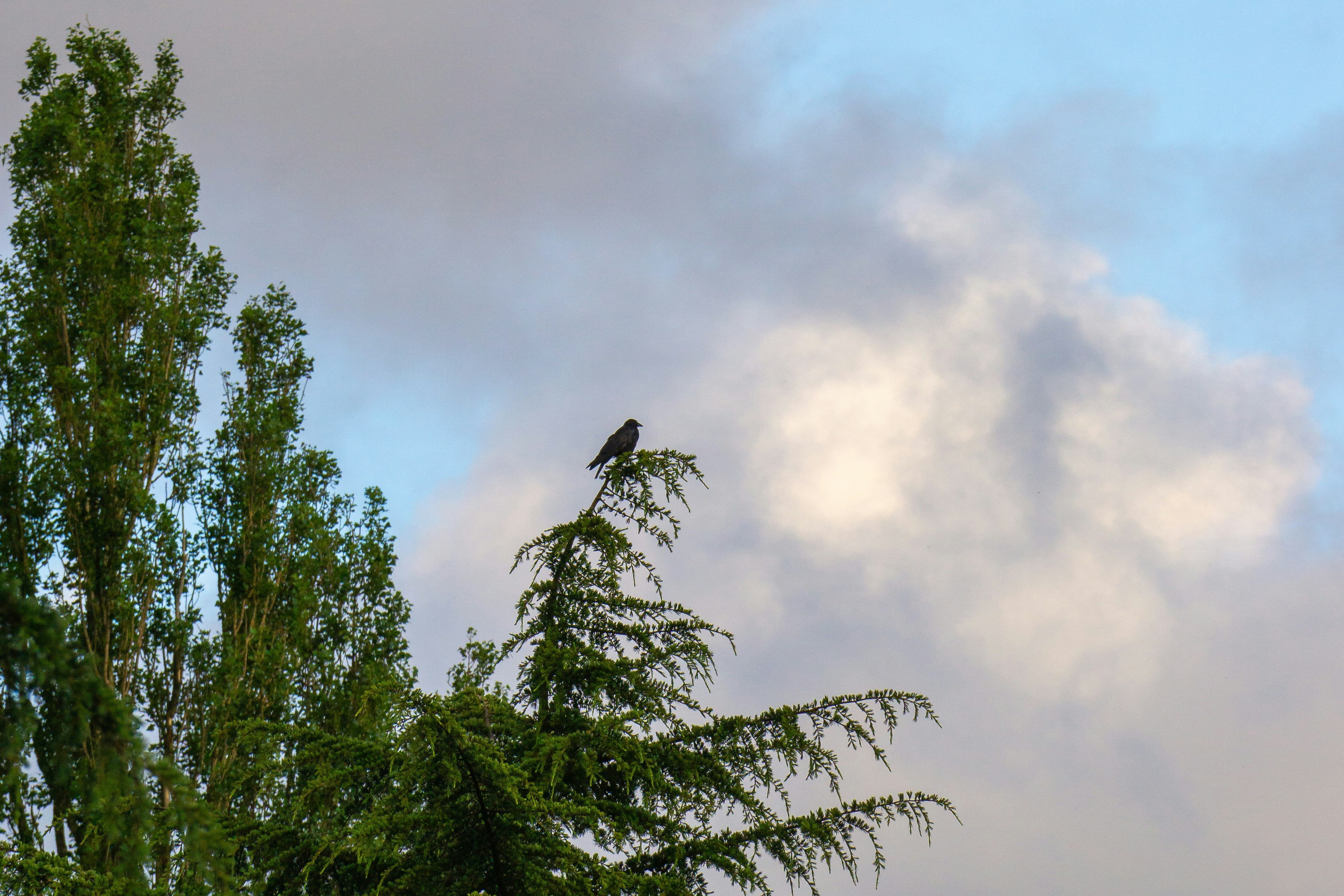 Photo by robertschwarz