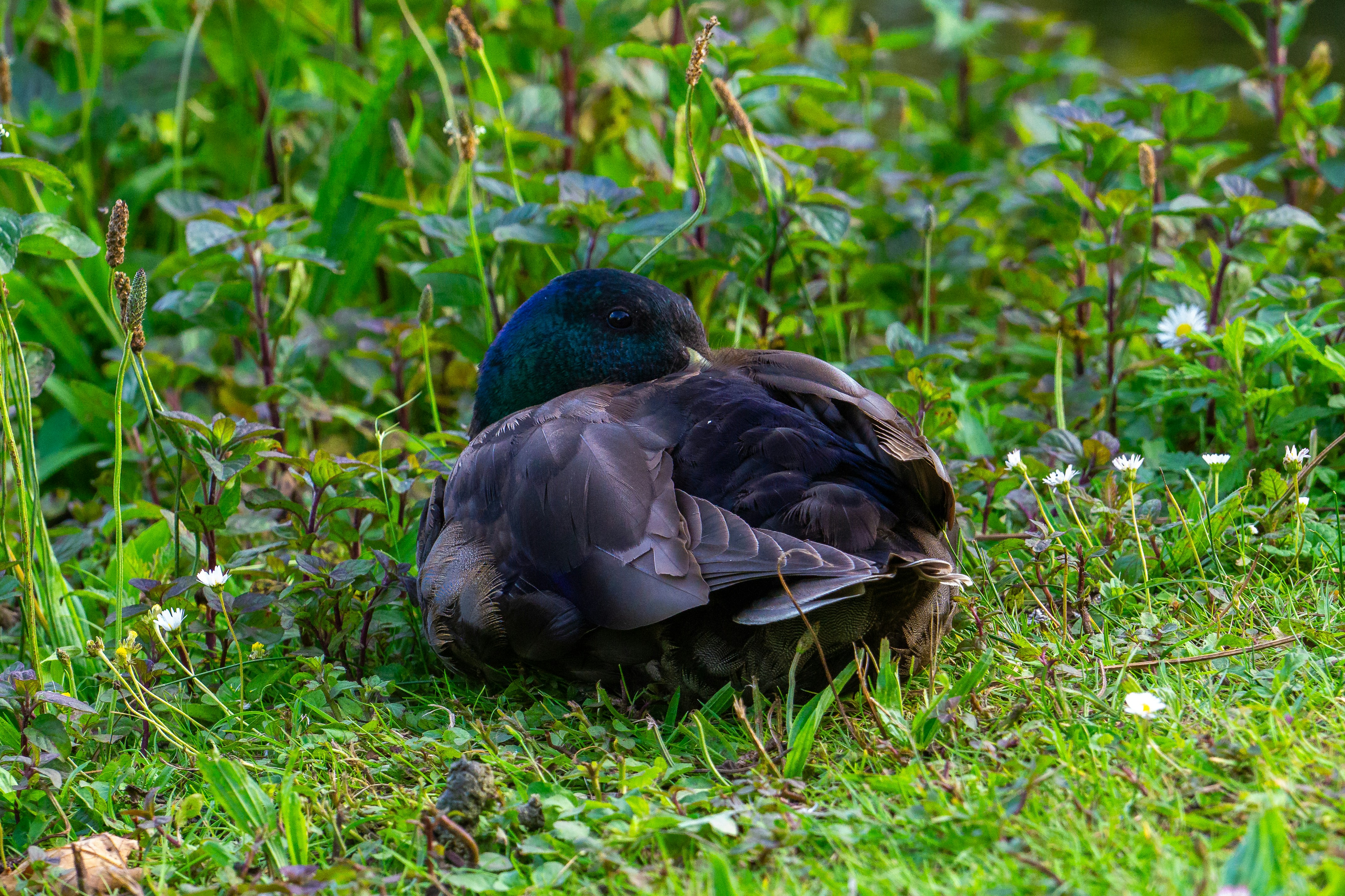 Photo by robertschwarz