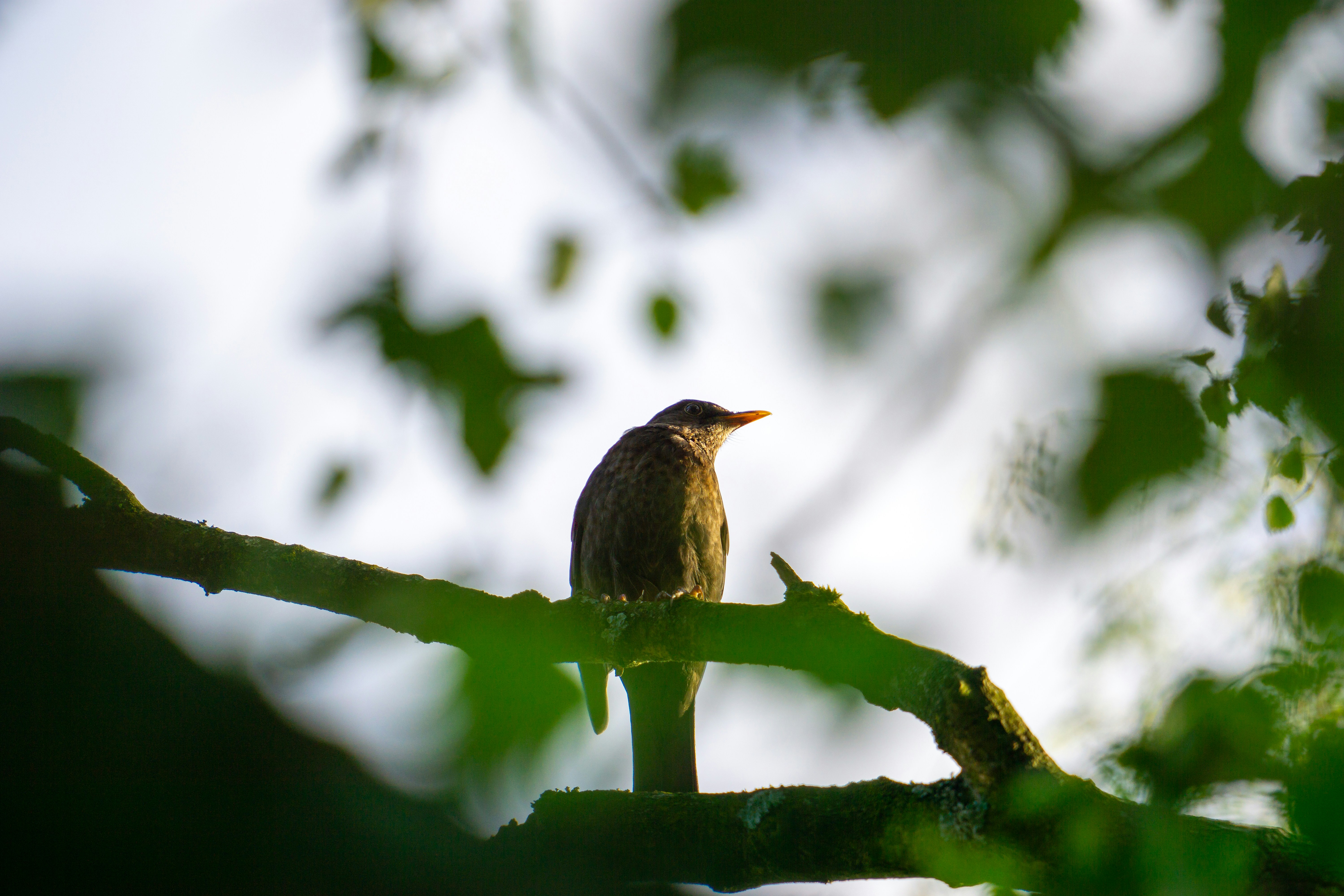 Photo by robertschwarz