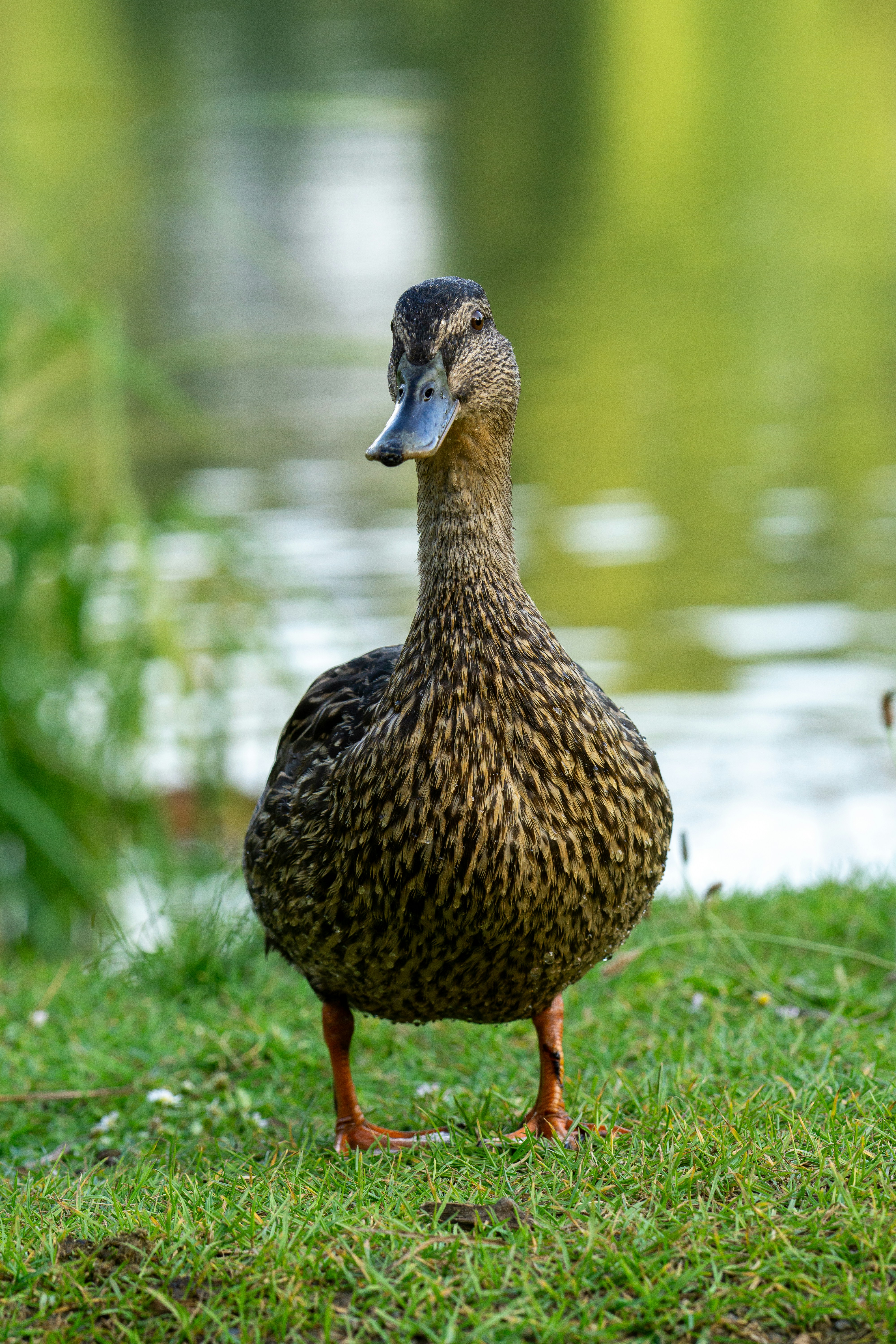 Photo by robertschwarz