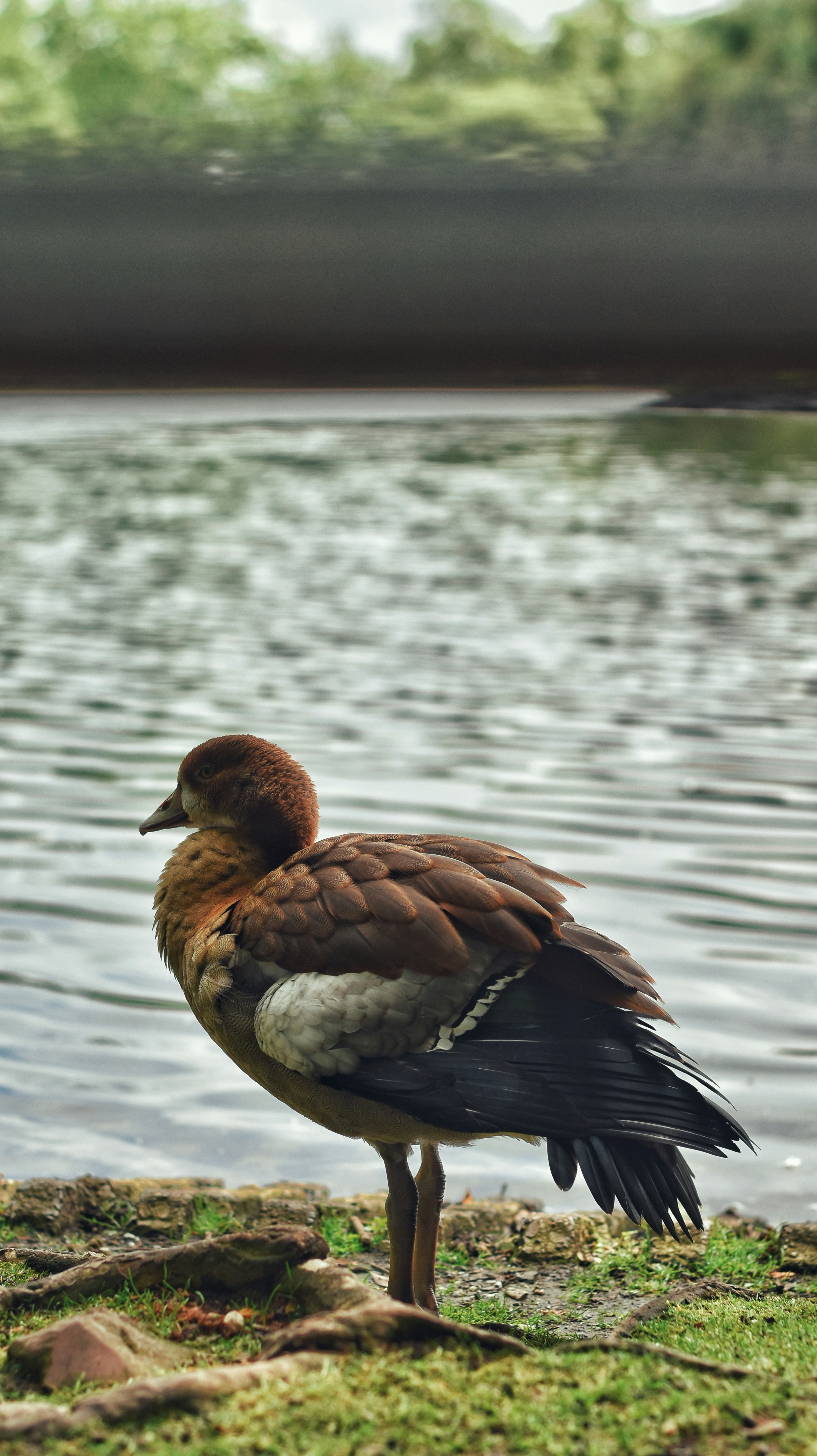 A duck standing on the shore of a lake