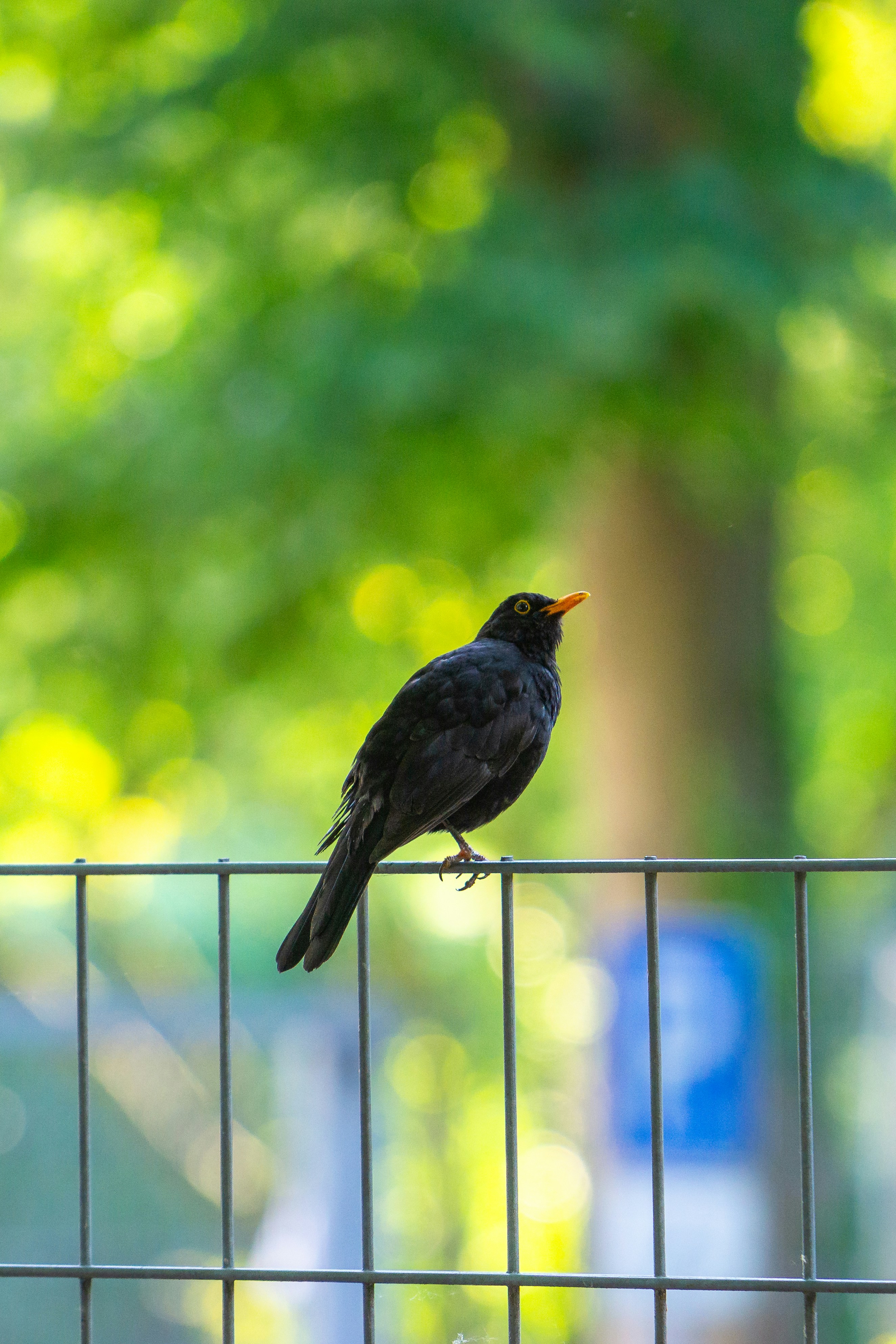 Photo by robertschwarz