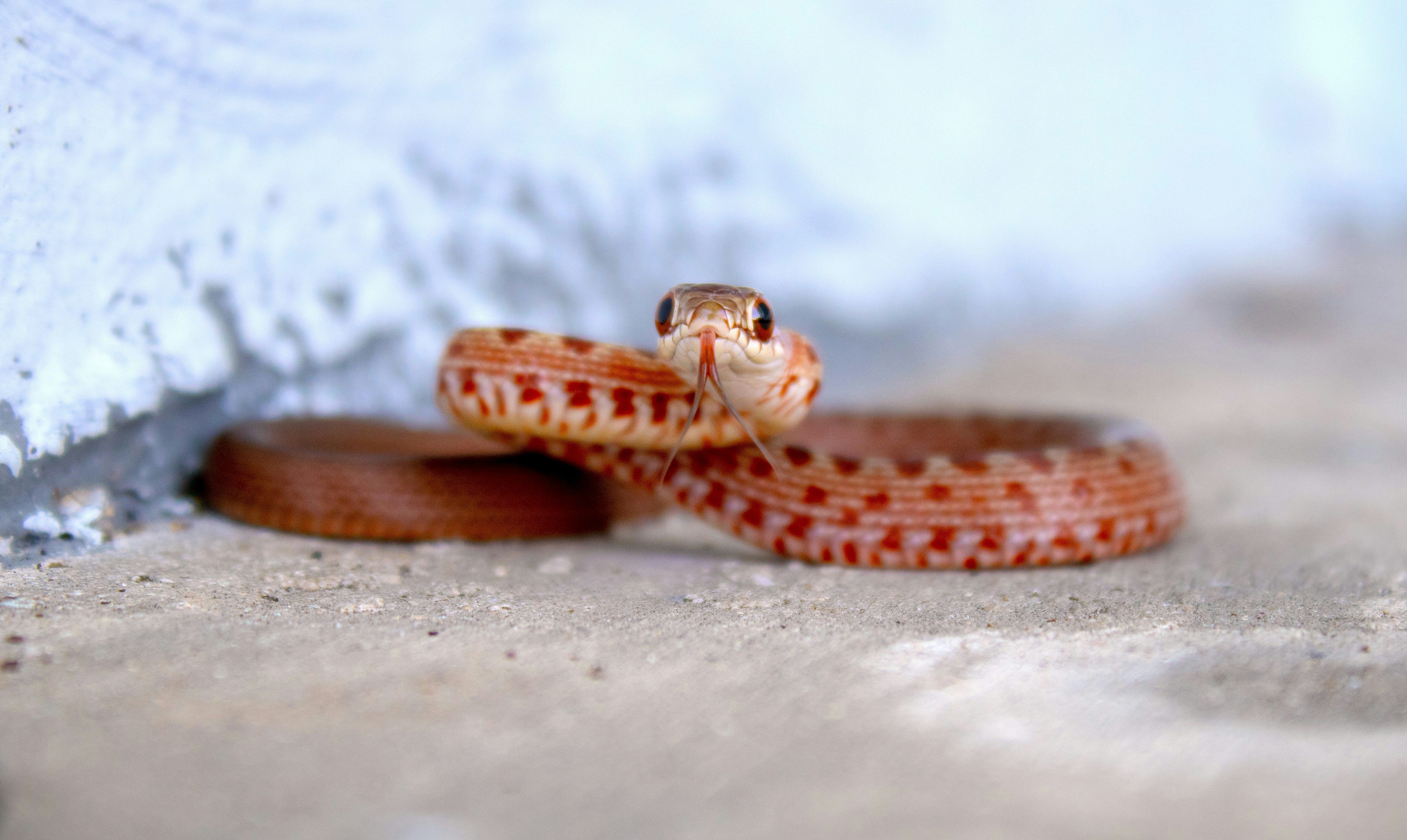 A small snake crawling on the side of a wall