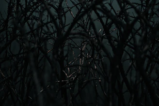 A full moon is seen through the branches of a tree