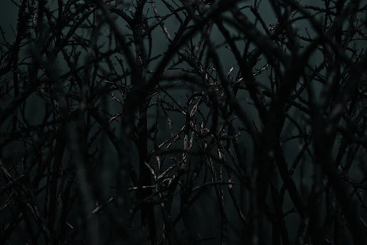 A full moon is seen through the branches of a tree