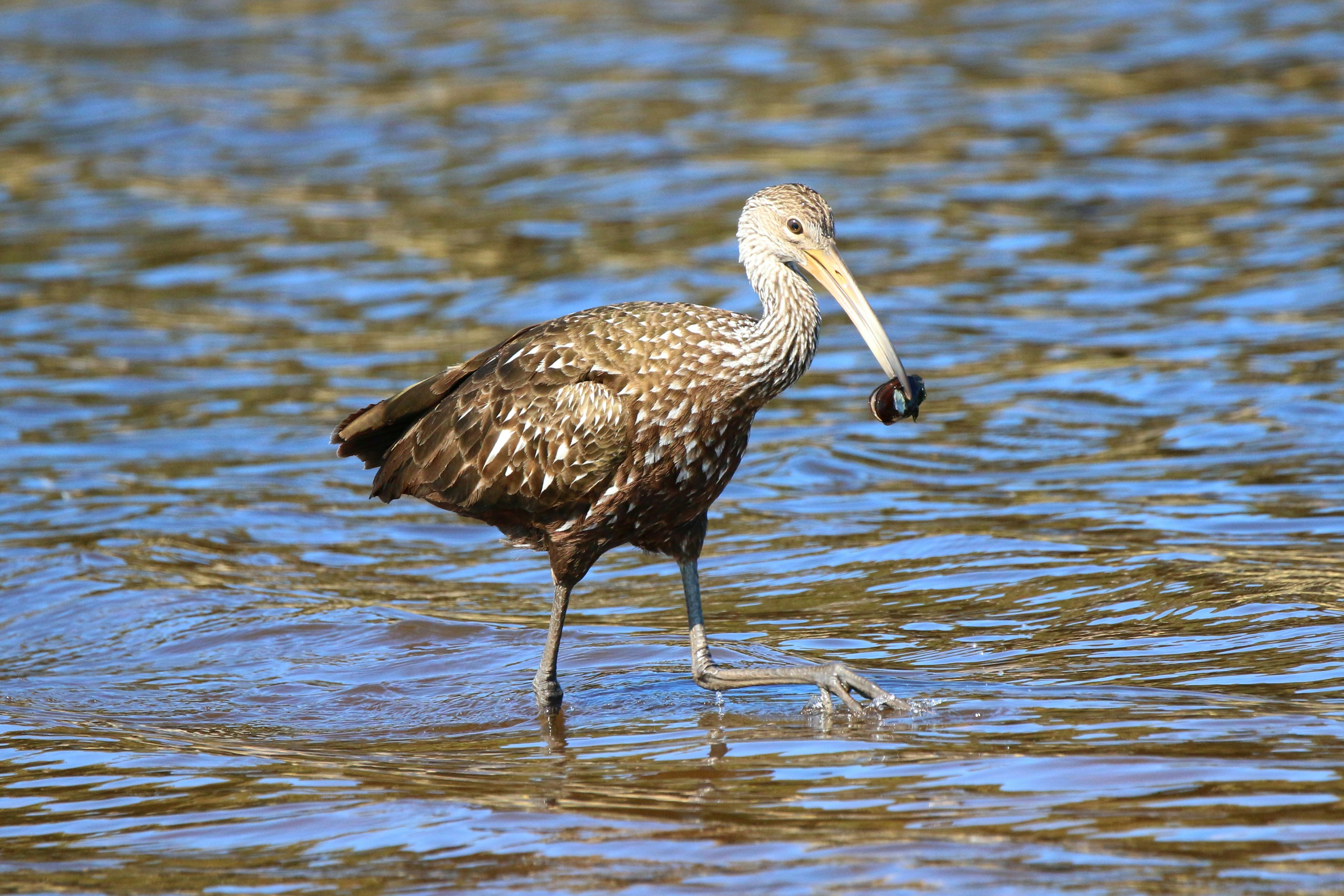 Photo by goldenplover31