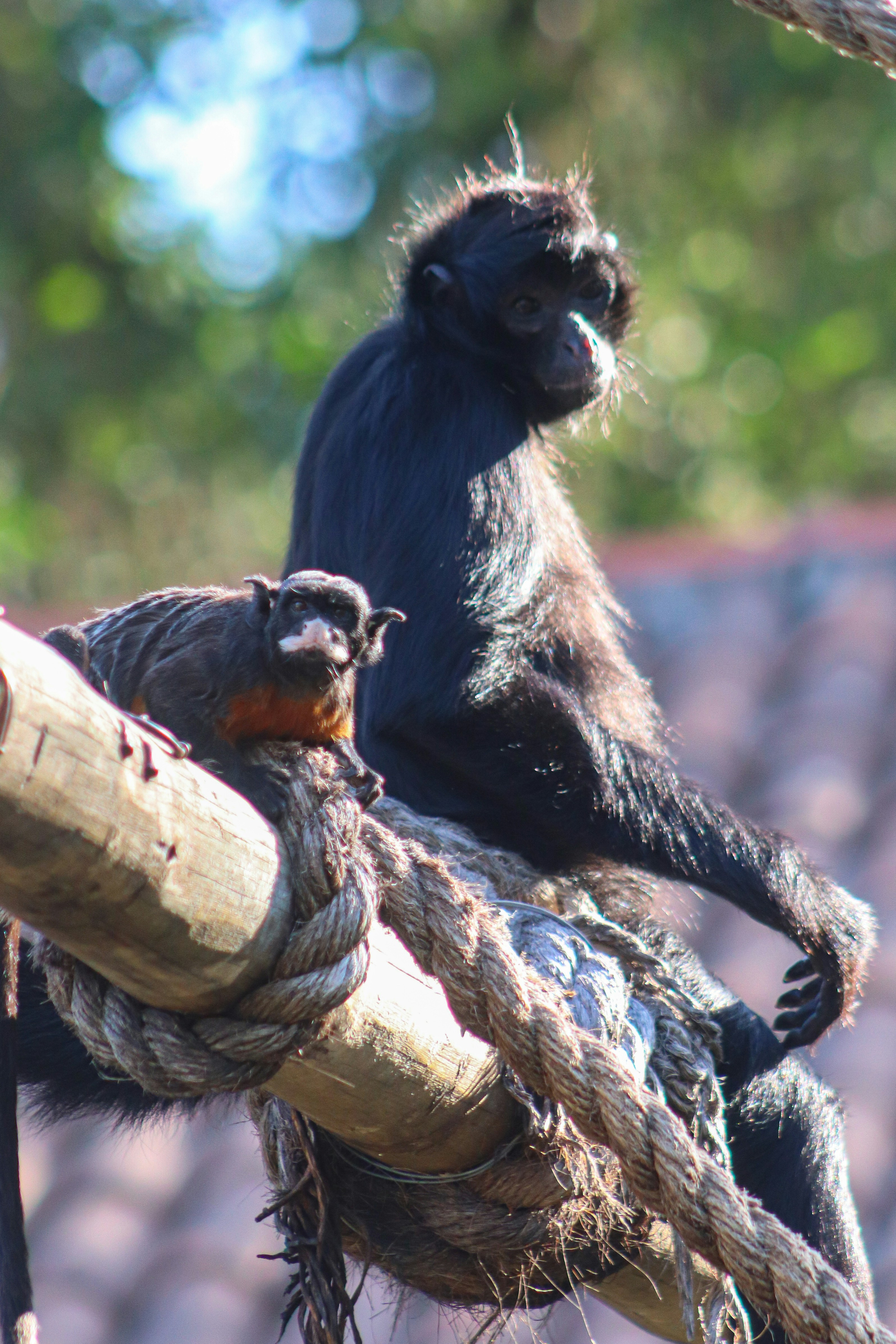Two monkeys sitting on top of a tree branch